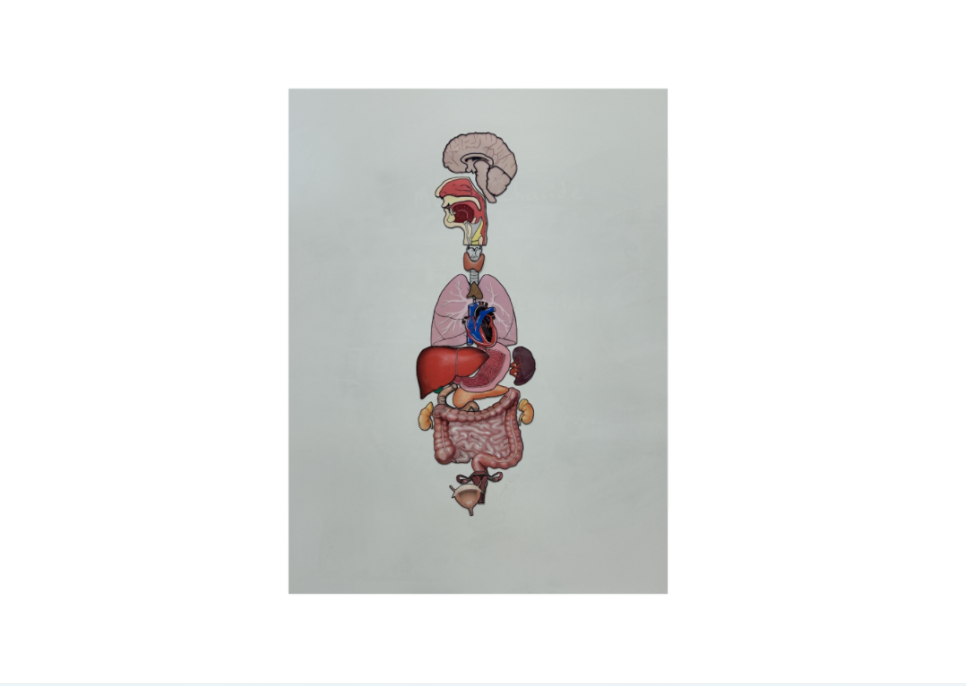 Body organ teacher 3.png
