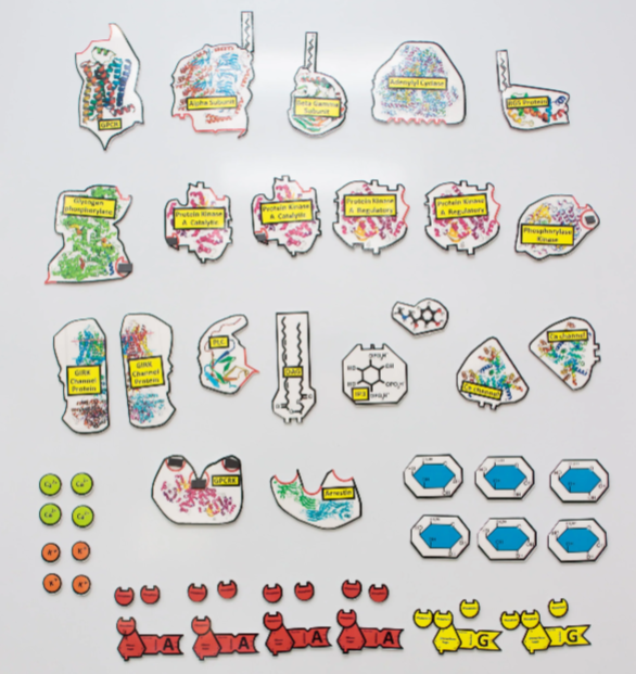 Cell Signaling - Module B10