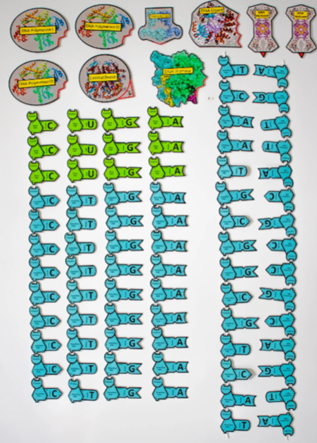 Module 5 DNA Replication.png