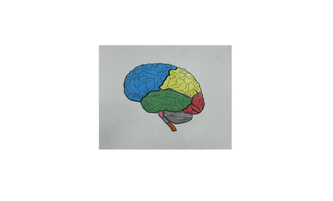Parts of the brain teacher 3.png
