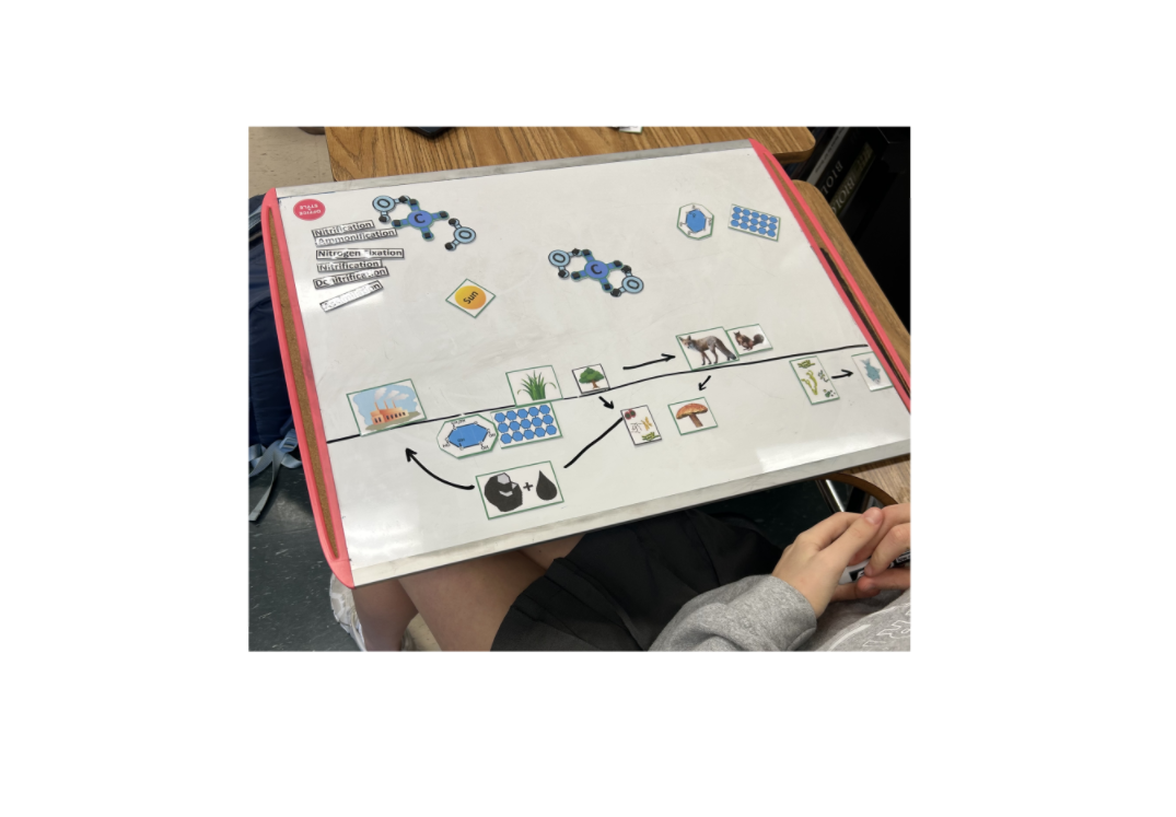Student Carbon Cycle 2.png