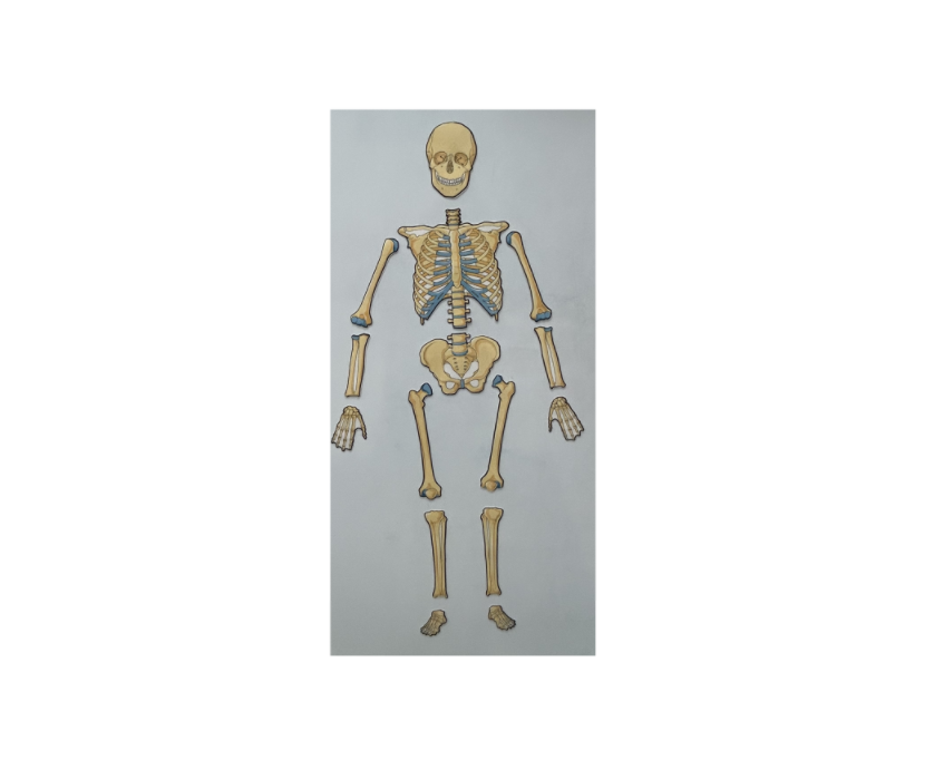 skeleton teacher 2.png