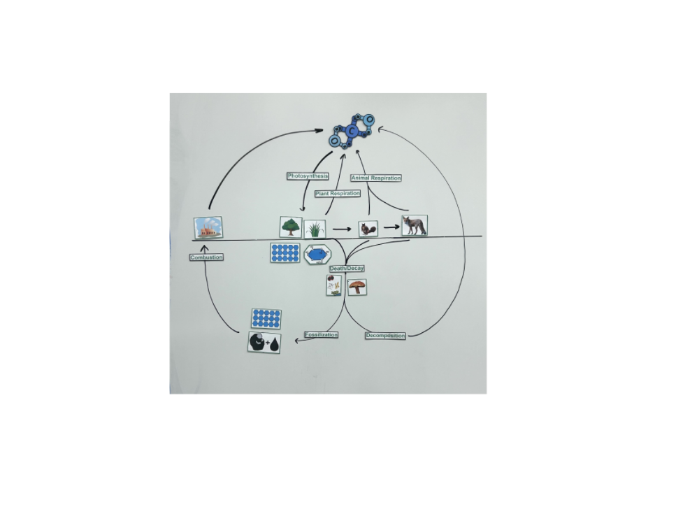 Carbon Cycle 2.png