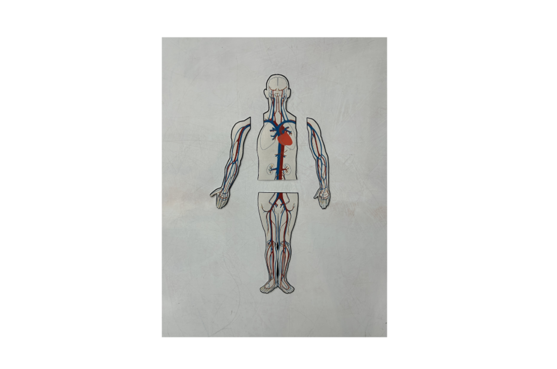 circulatory teacher 2.png