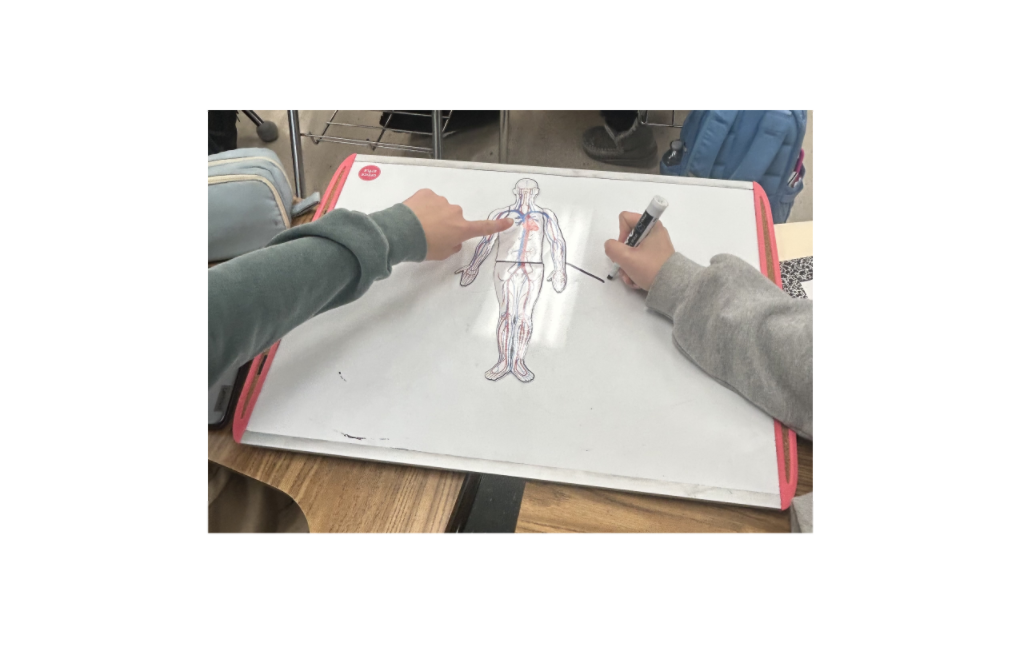 Student circulatory 2.png