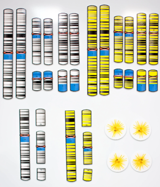 Chromosomes - Module B4