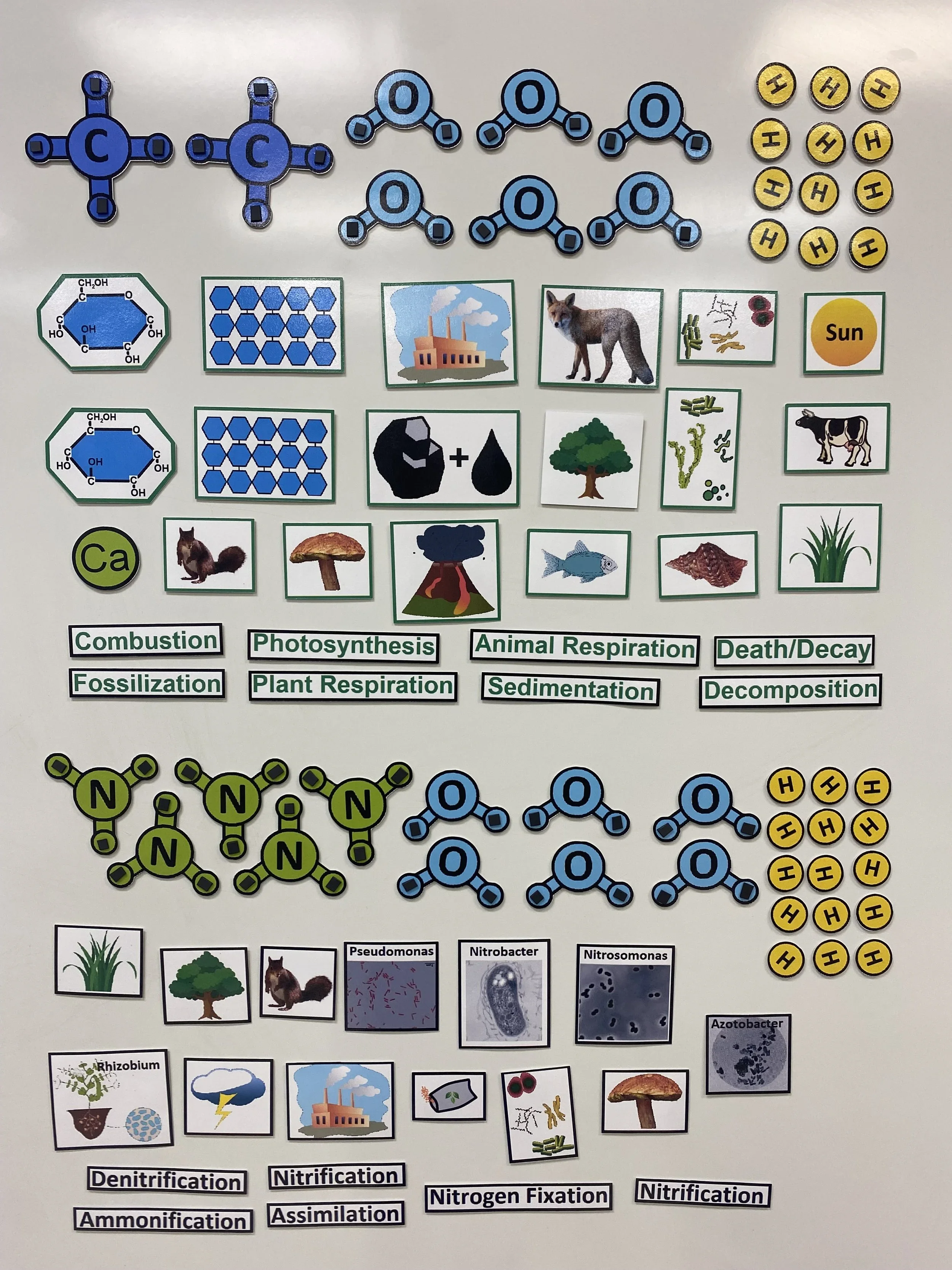 Carbon and Nitrogen Cycles - Module B12, ES2