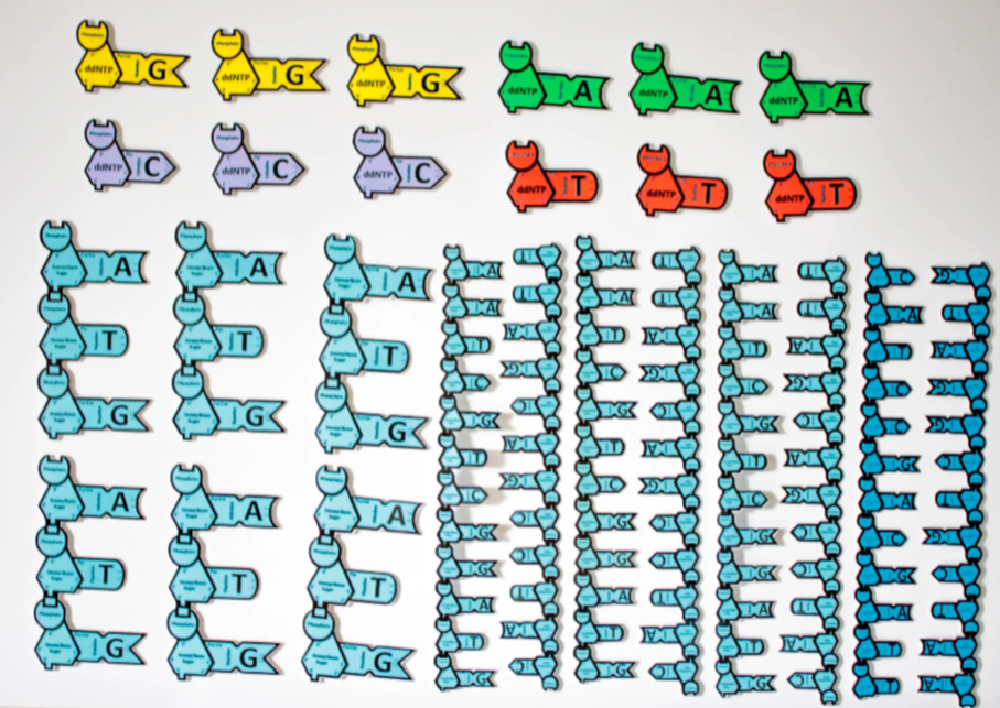 Module 5 DNA Replication Supplement.png