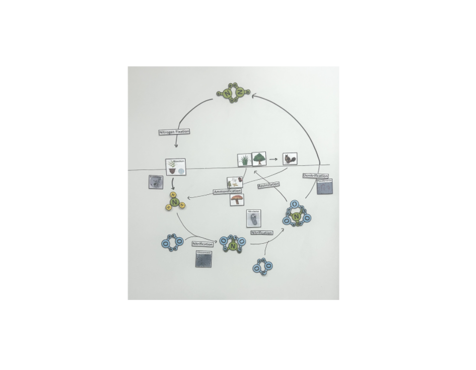 Nitrogen Cycle 2.png