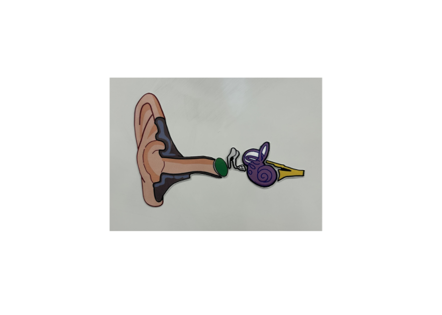 Parts of the ear teacher 4.png