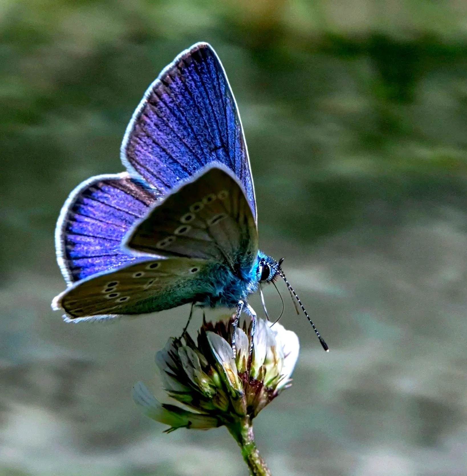 A butterfly with purple and blue wings perched on a white flower with green leaves, against a blurred green background.