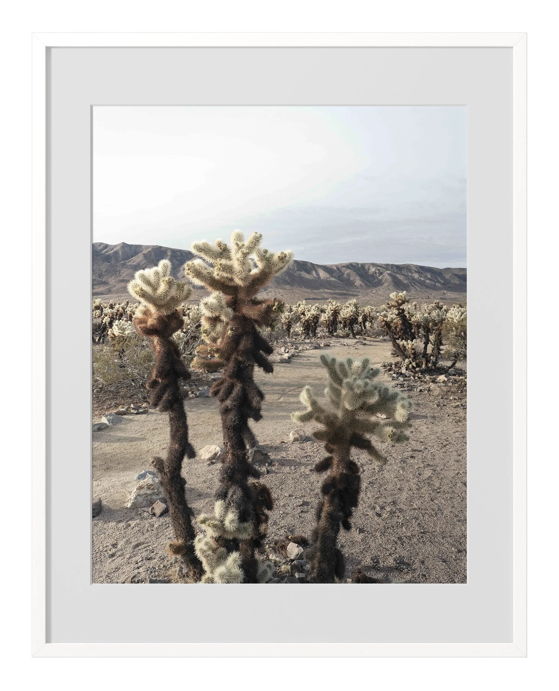Cholla Trio-White Frame.jpg