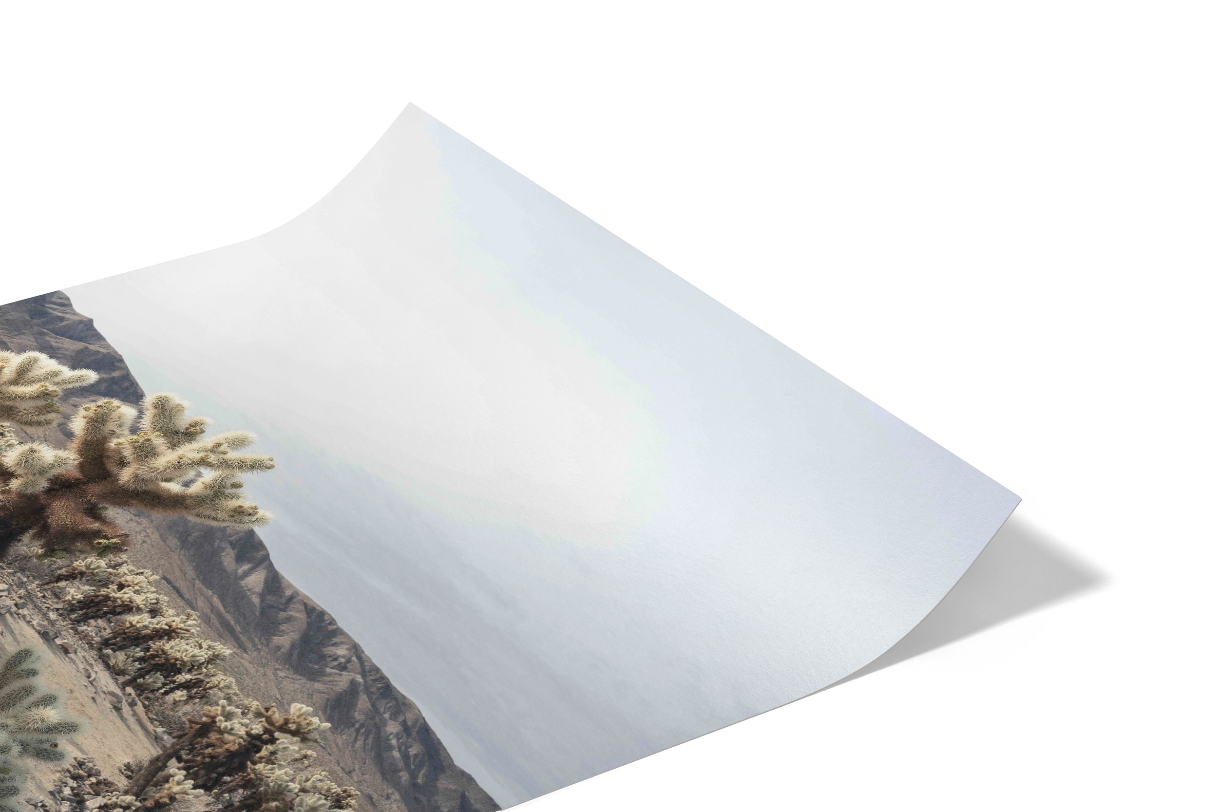 Cholla Trio-Paper 2.jpg