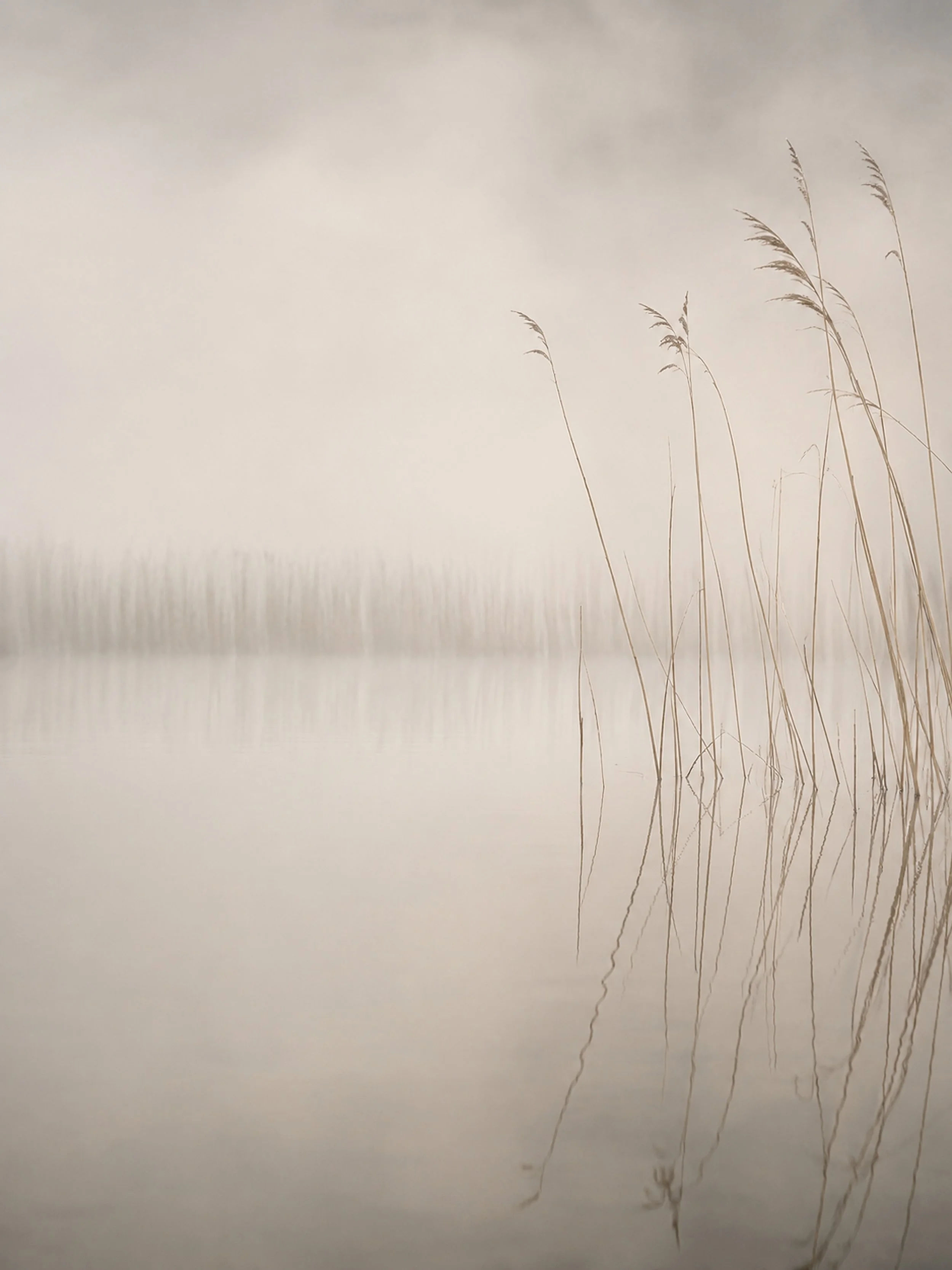 Morning Reed | Acrylic Dune & Light No. 3