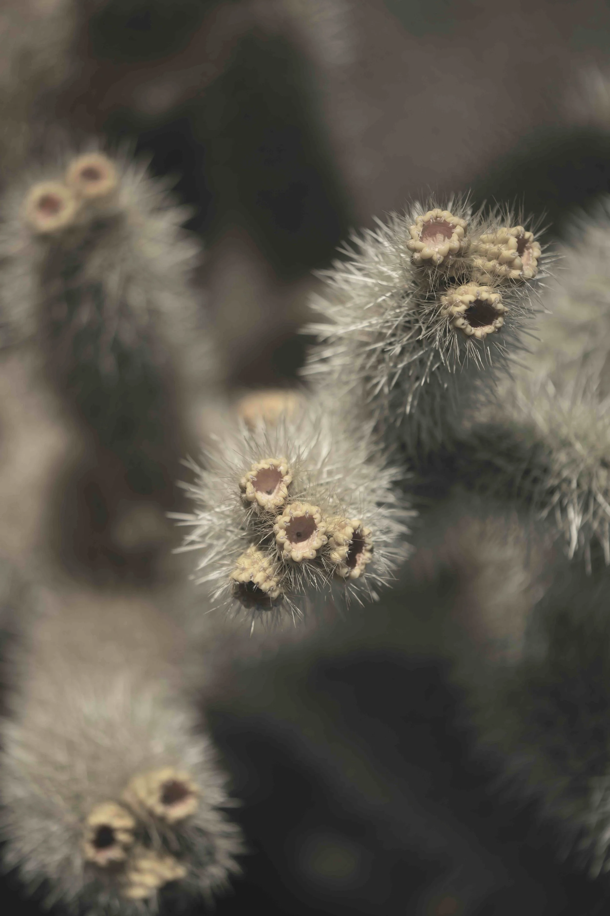 Cholla Solo WEB.jpg