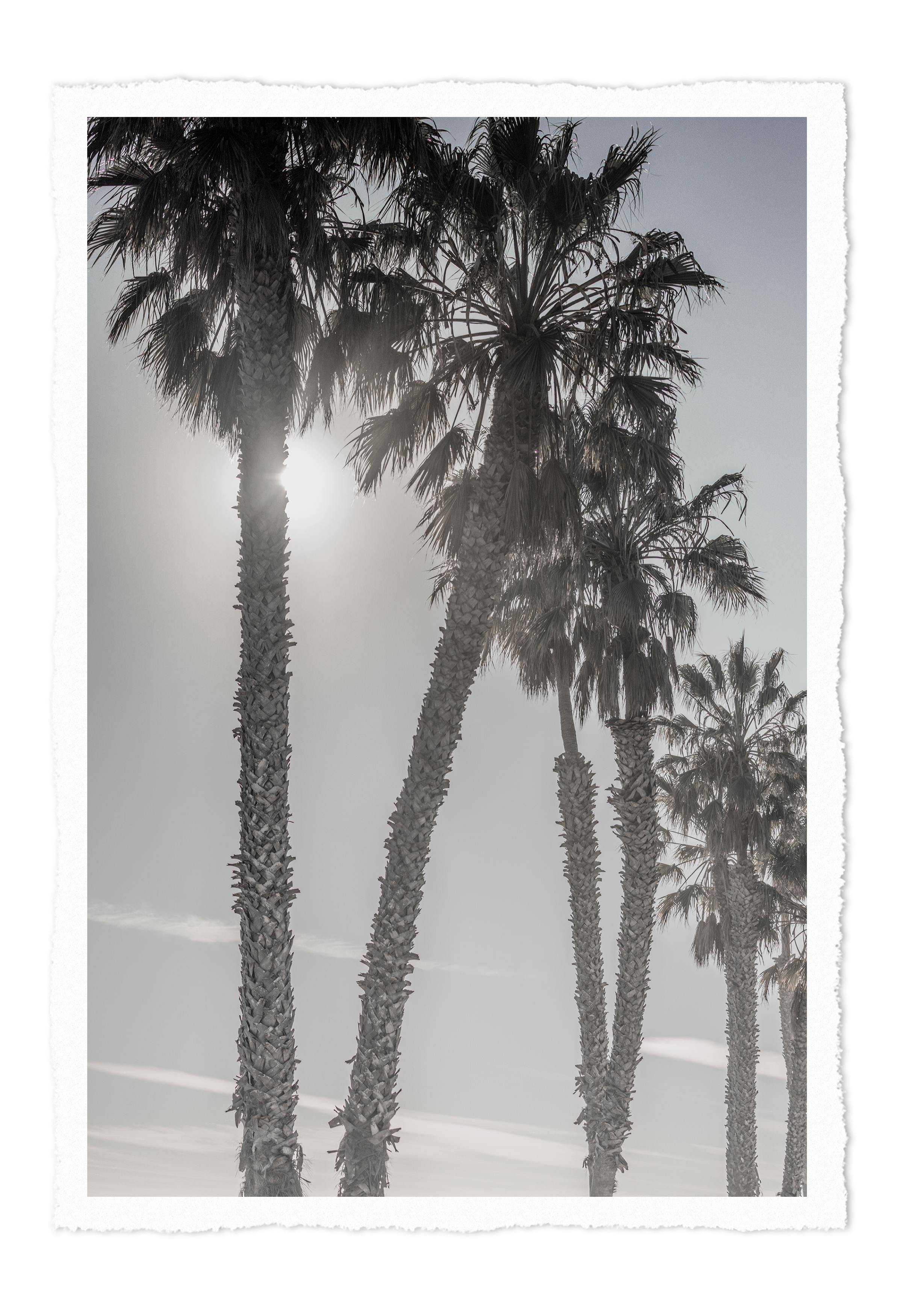 Several tall palm trees with textured trunks and green fronds against a bright sky, with the sun partially obscured behind the trees.