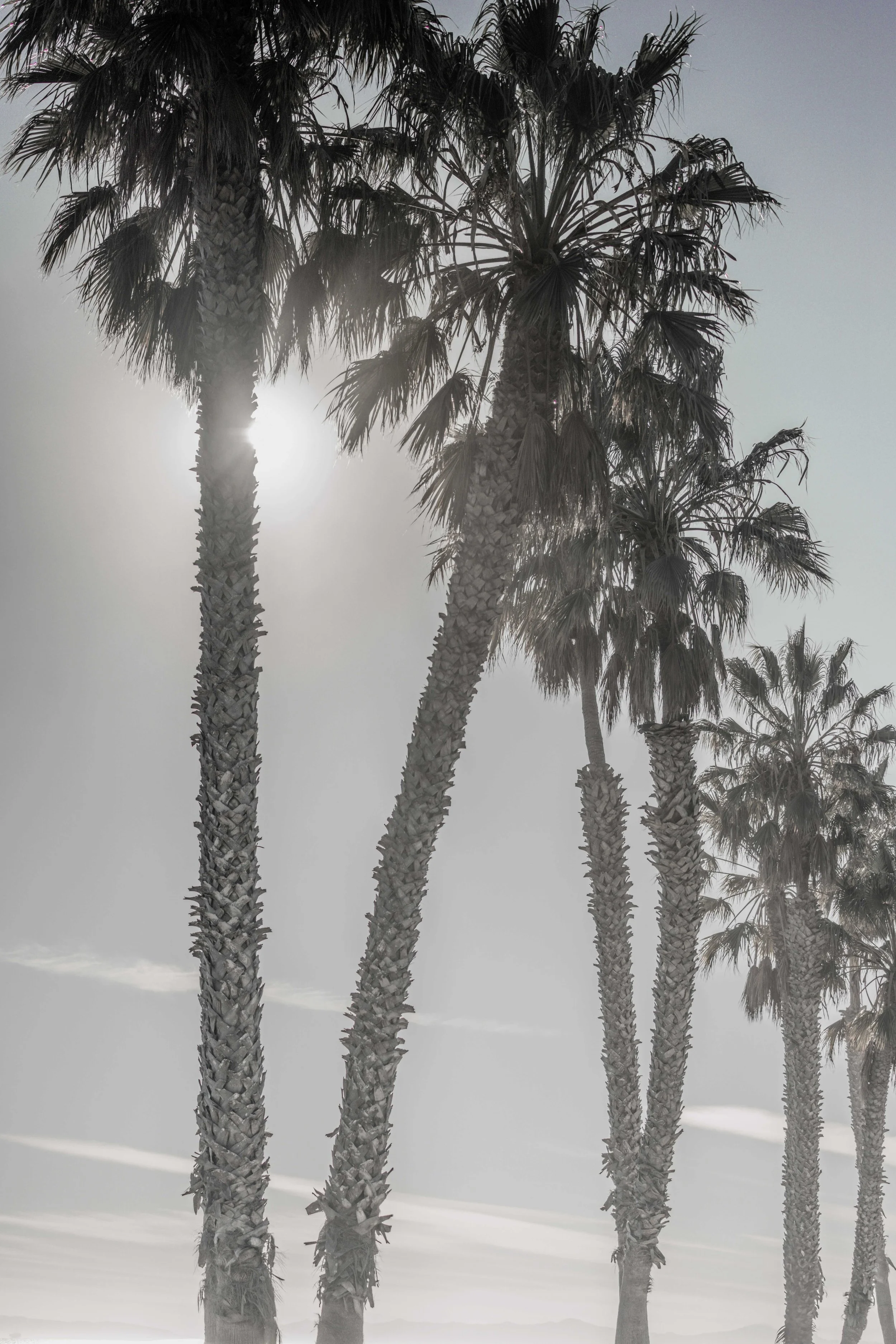 out-past-la-california-palm-tree-sunset-photography-print.jpg
