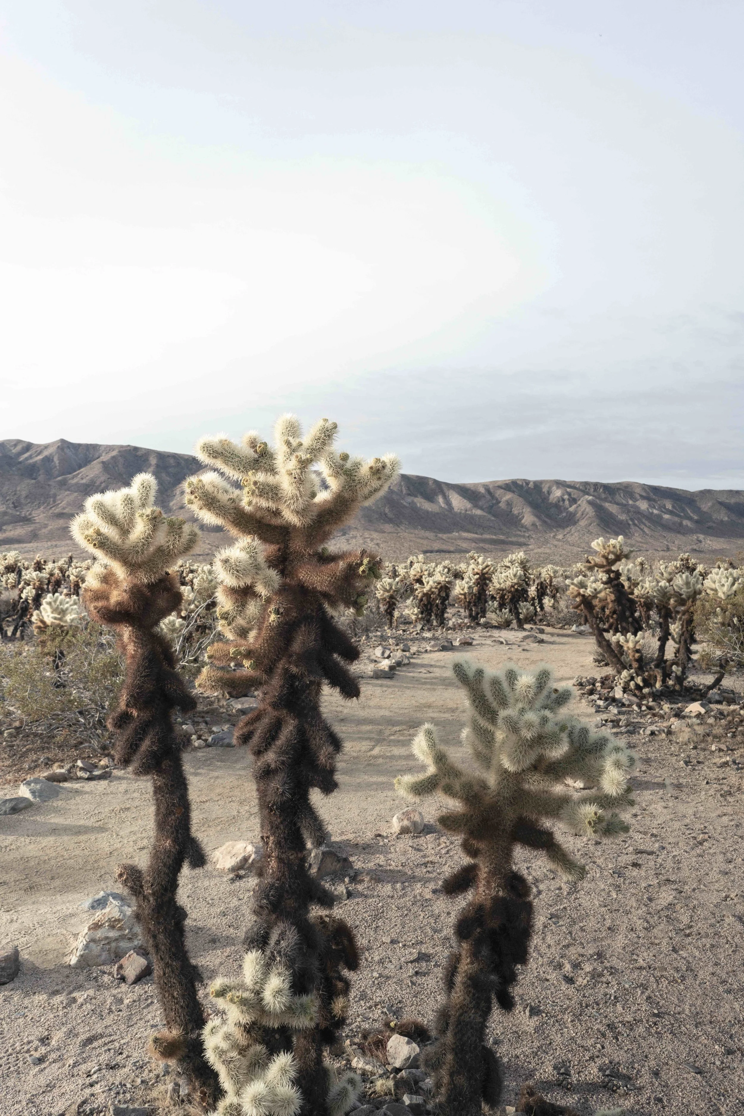 Cholla Trio WEB.jpg