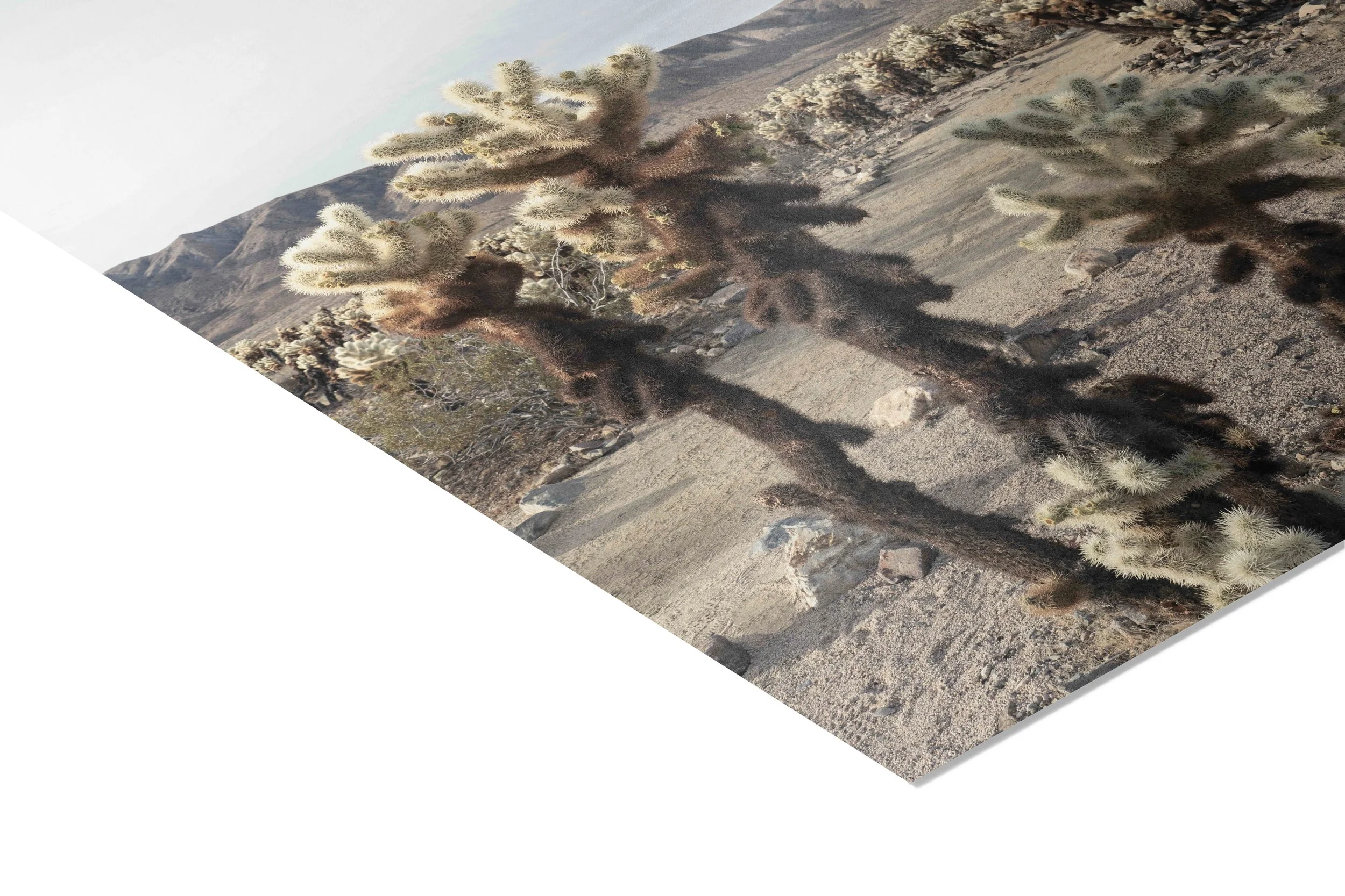 Cholla Trio-Paper 1.jpg