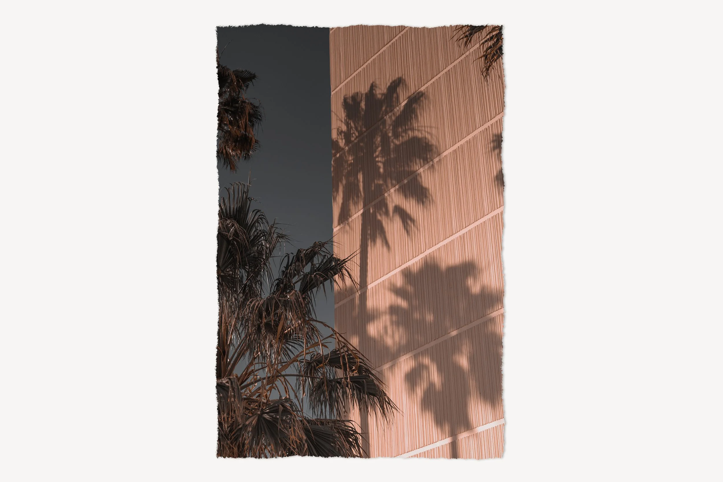 rag-Retro Palms-crop.jpg