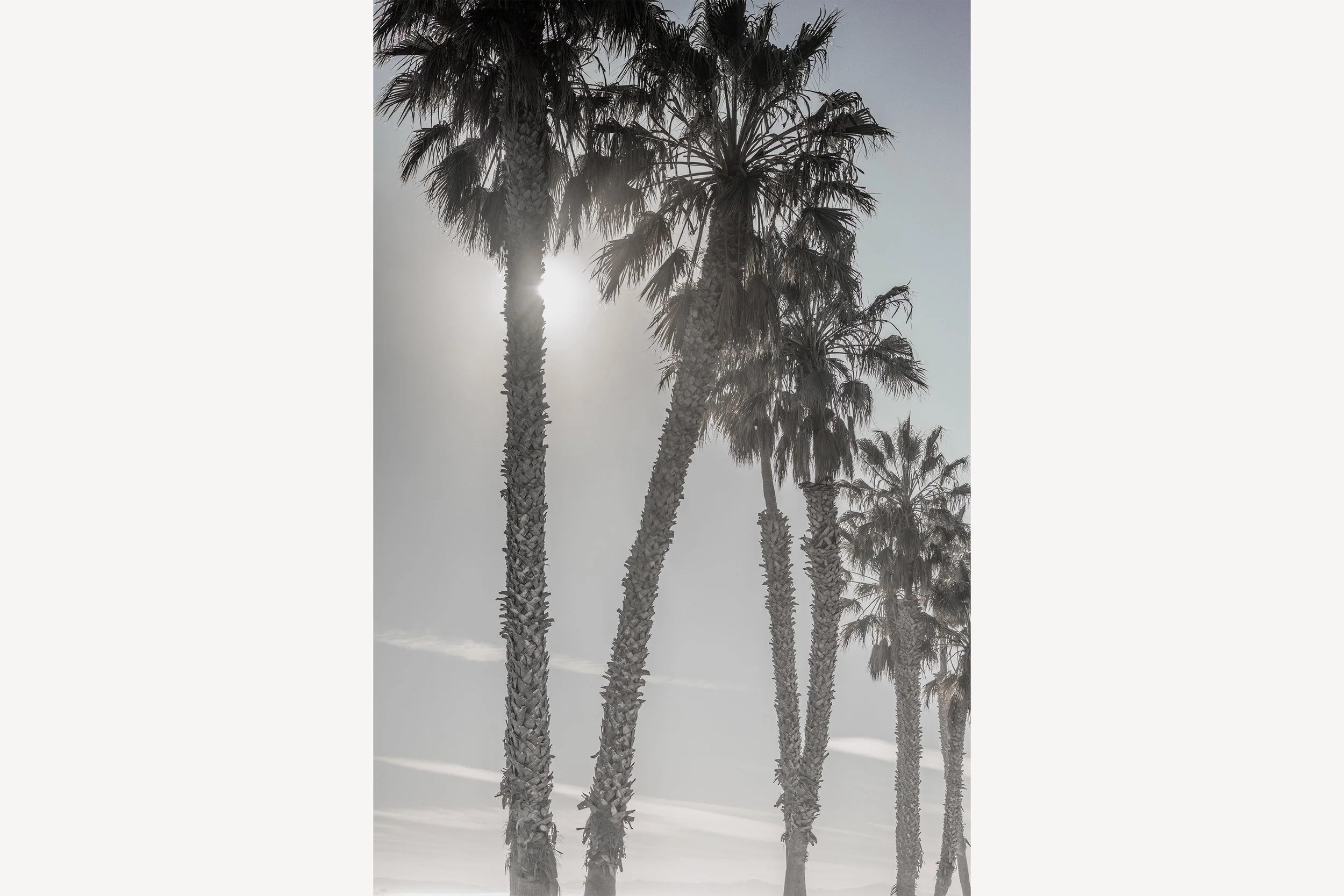out-past-la-california-palm-tree-sunset-photography-art-print.jpg