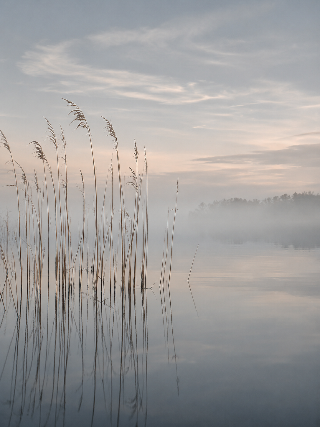 Misted Reeds | Acrylic Soundside Still No. 3