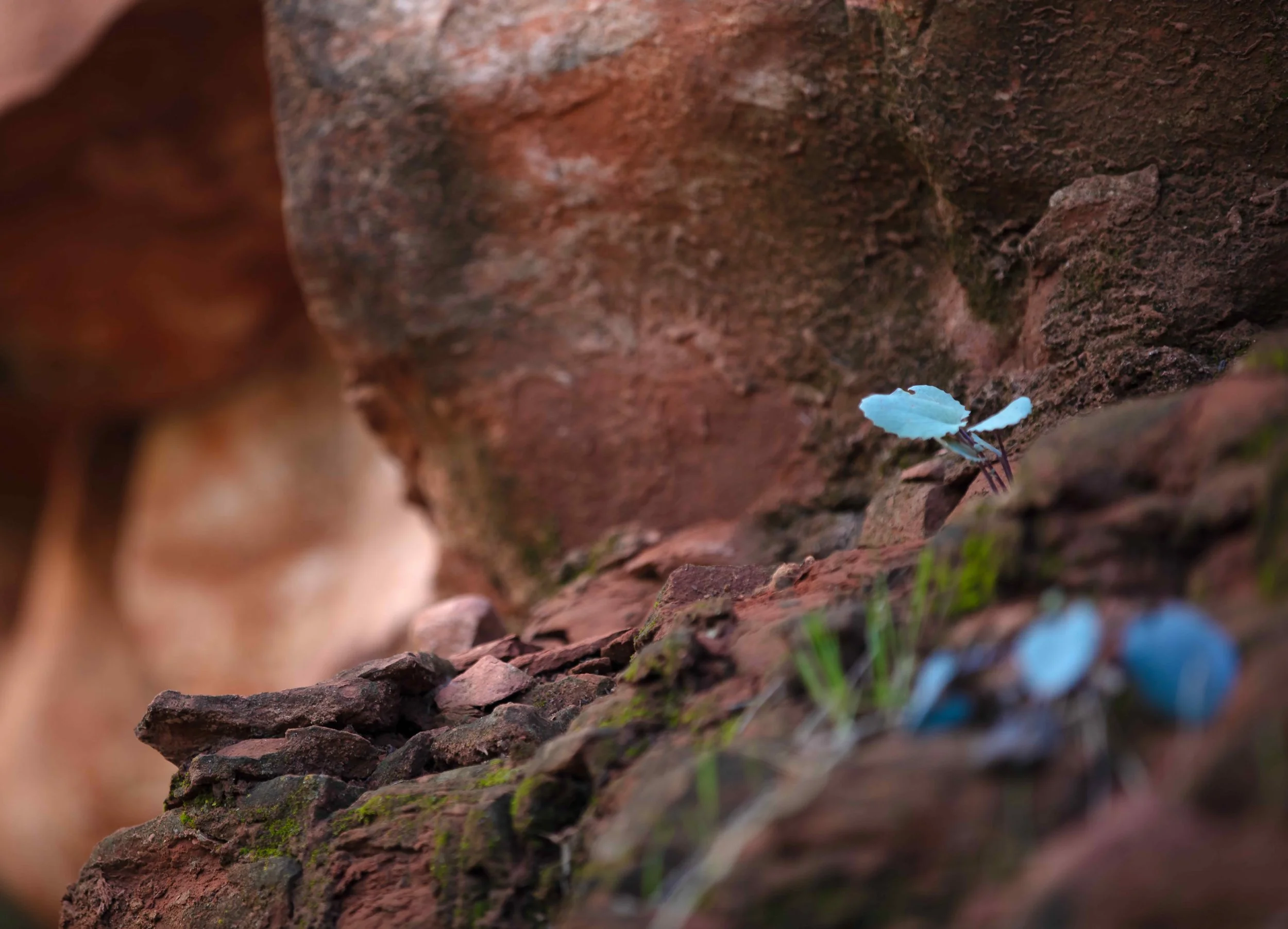 BLUE BUTTERFLY WEB.jpg