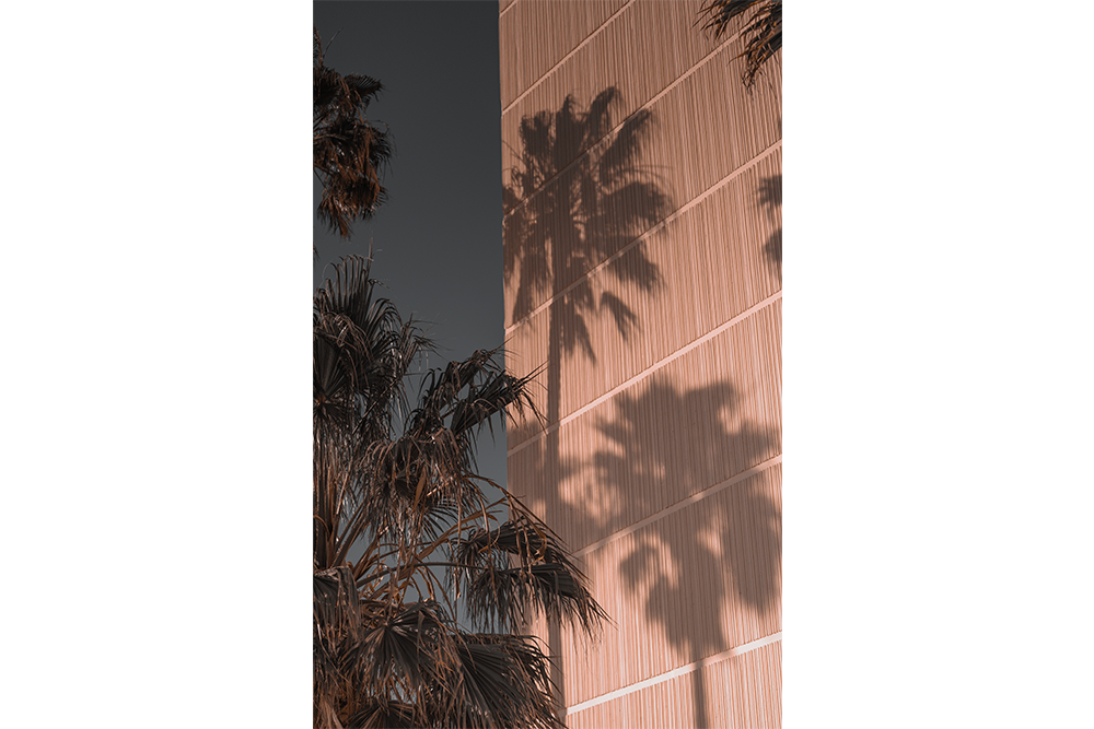 Retro Palms-crop.png