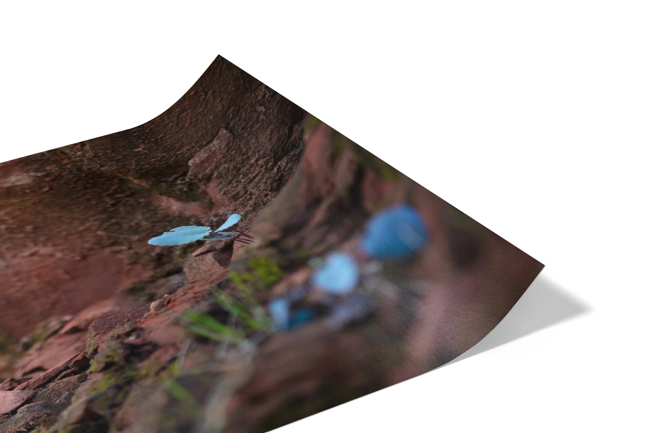 BLUE BUTTERFLY Print 1.jpg