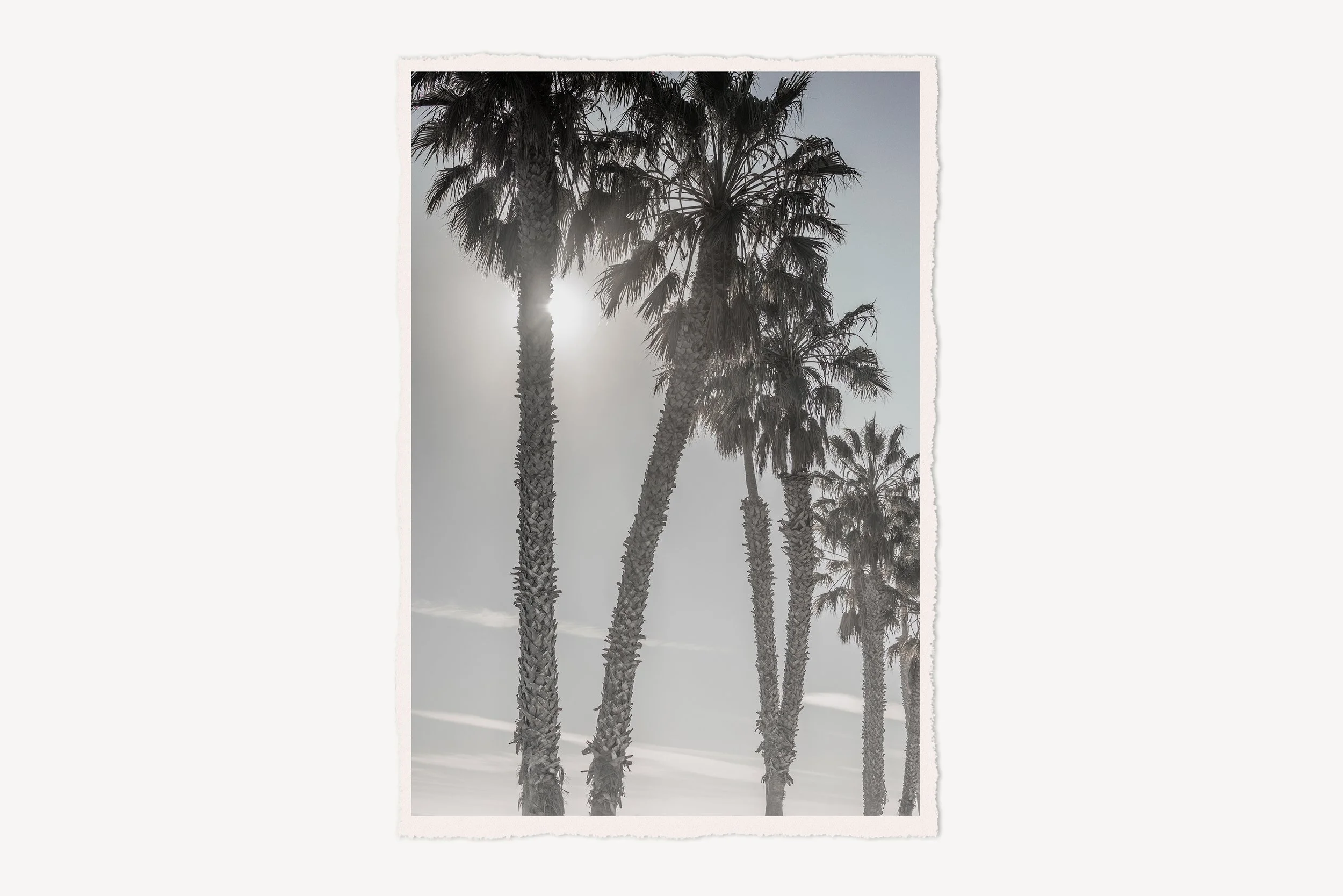 border-rag-out-past-la-california-palm-tree-sunset-photography-print-crop.jpg