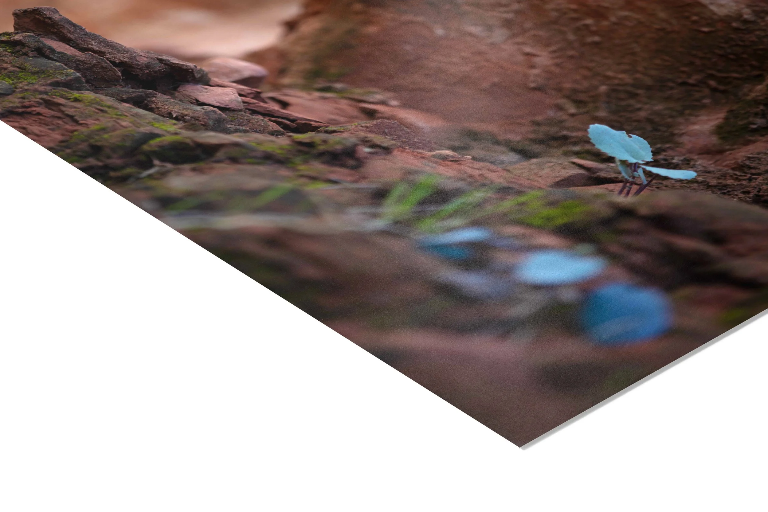 BLUE BUTTERFLY Print 2.jpg