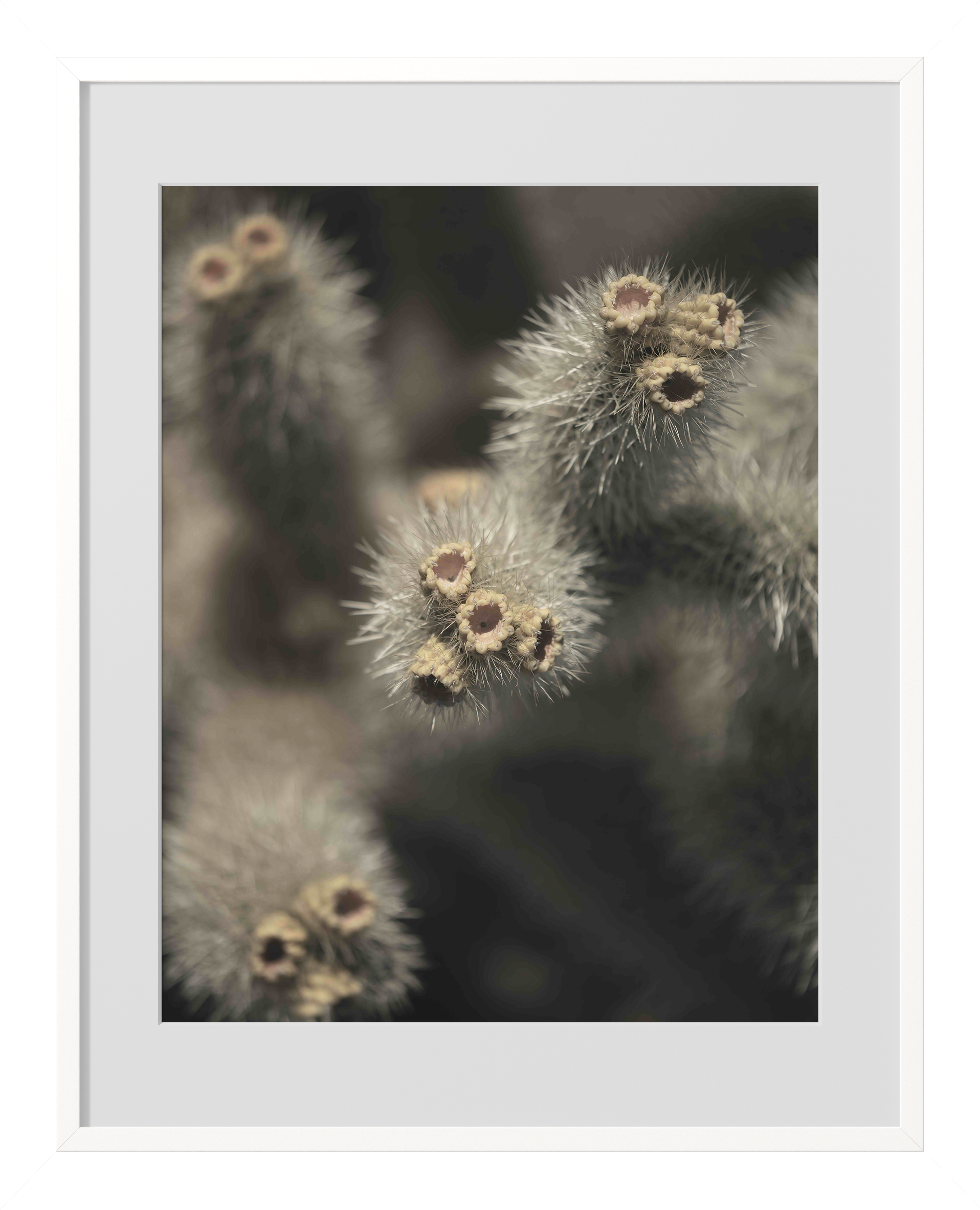 Cholla+Solo+White+Frame.png
