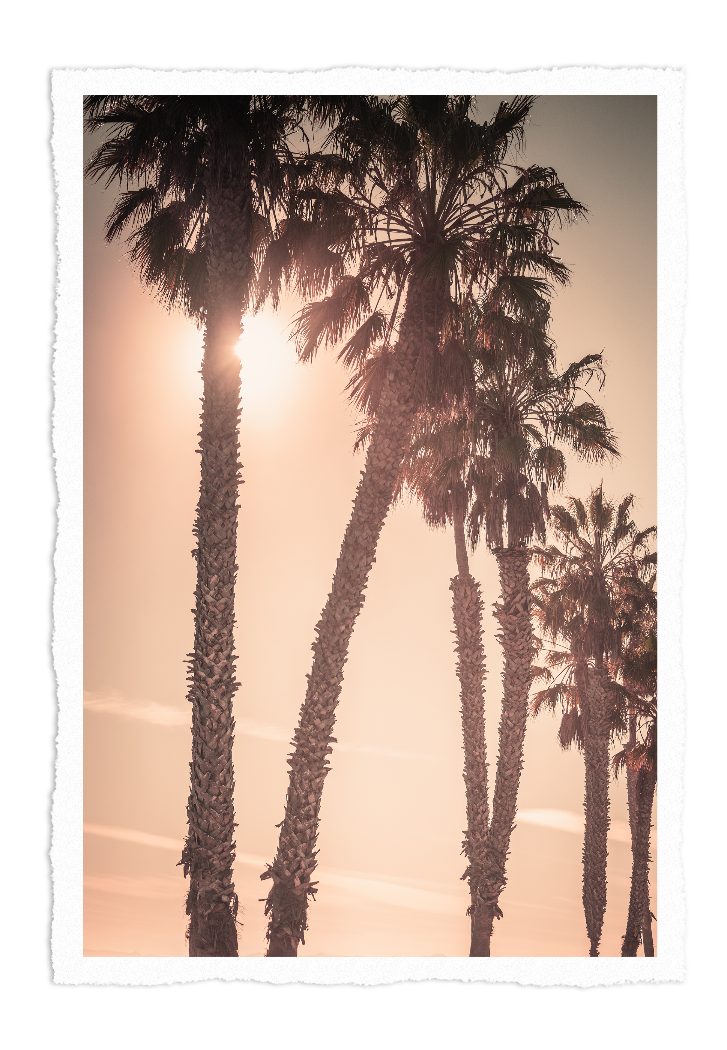 Sunset view of palm trees.