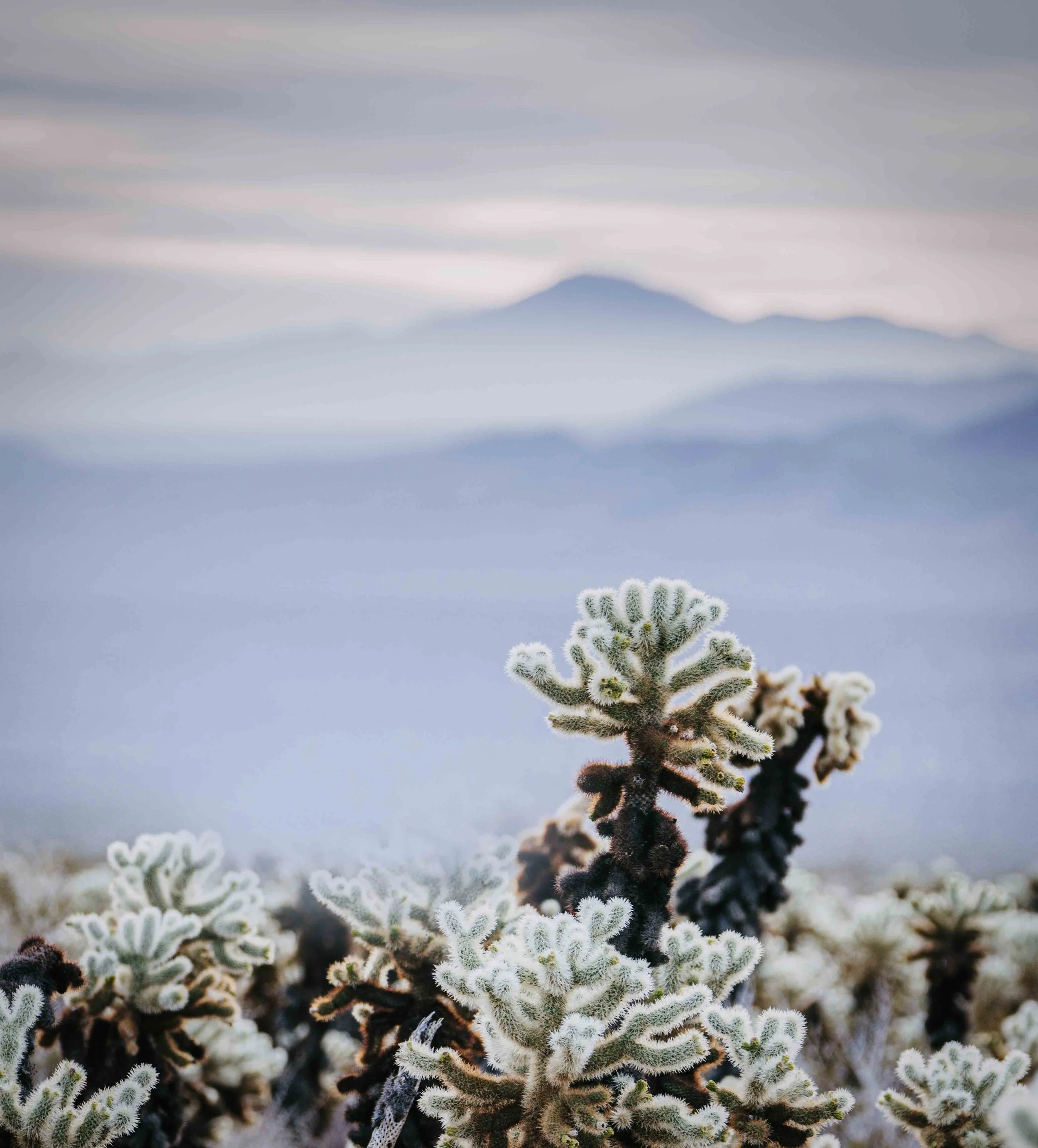 Velvet Dawn | Velvet Dawn