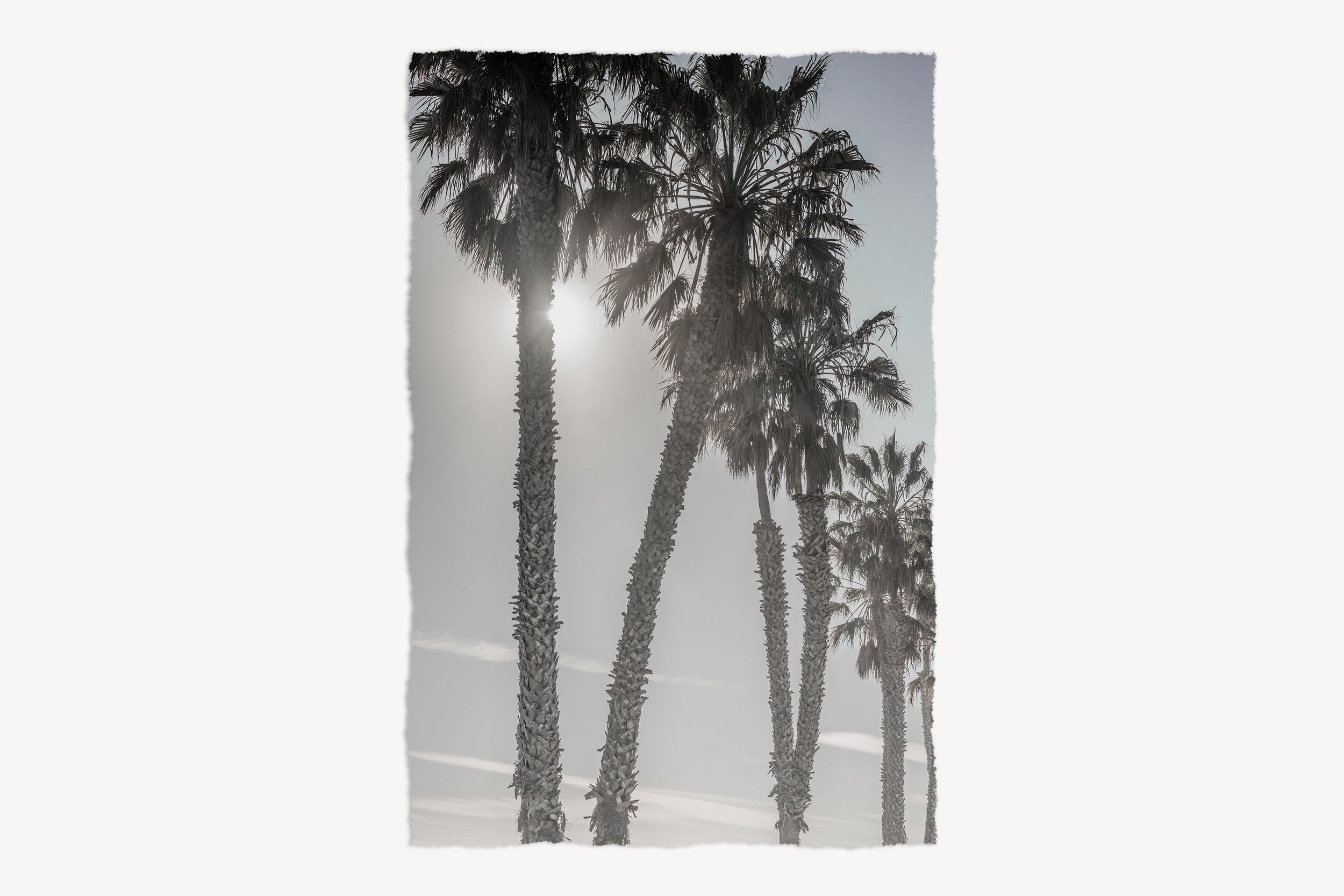 rag-out-past-la-california-palm-tree-sunset-photography-print-crop.jpg