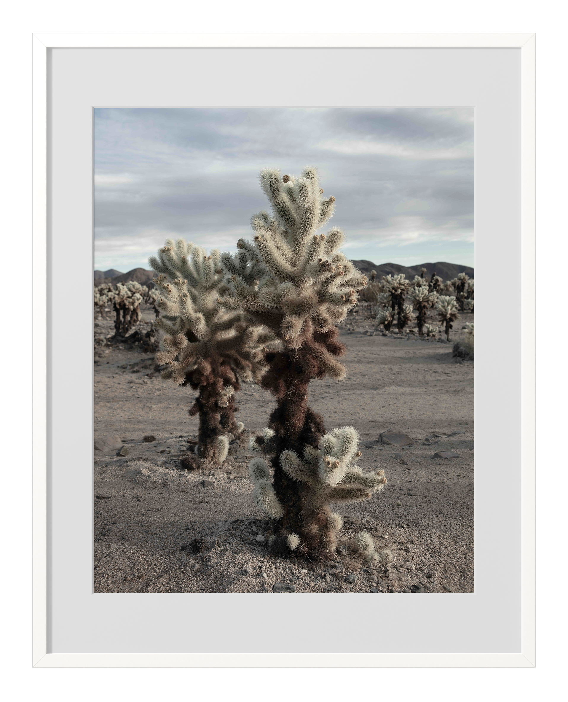 Cholla Duo-WhiteFrame.png