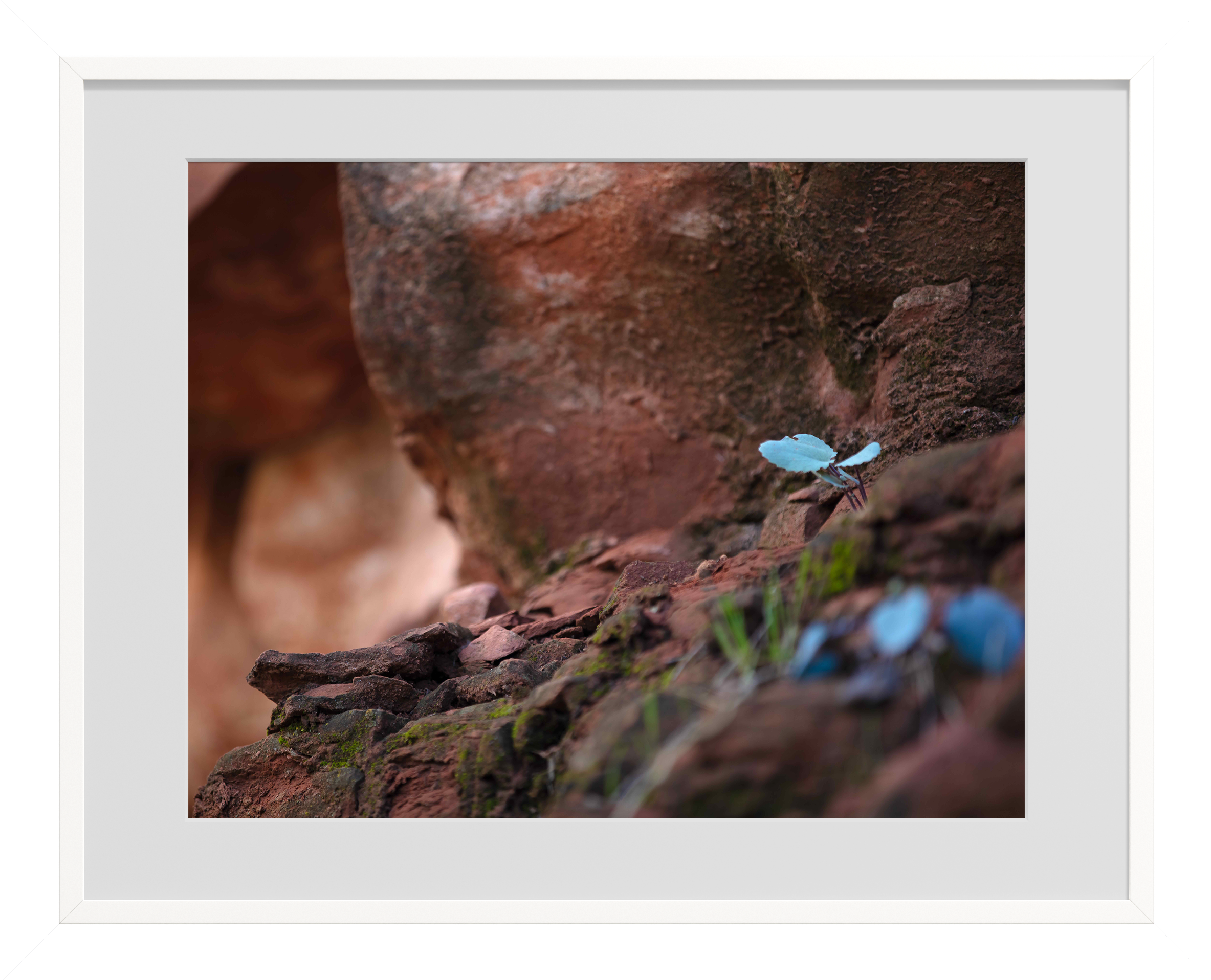 BLUE BUTTERFLY White Frame.png