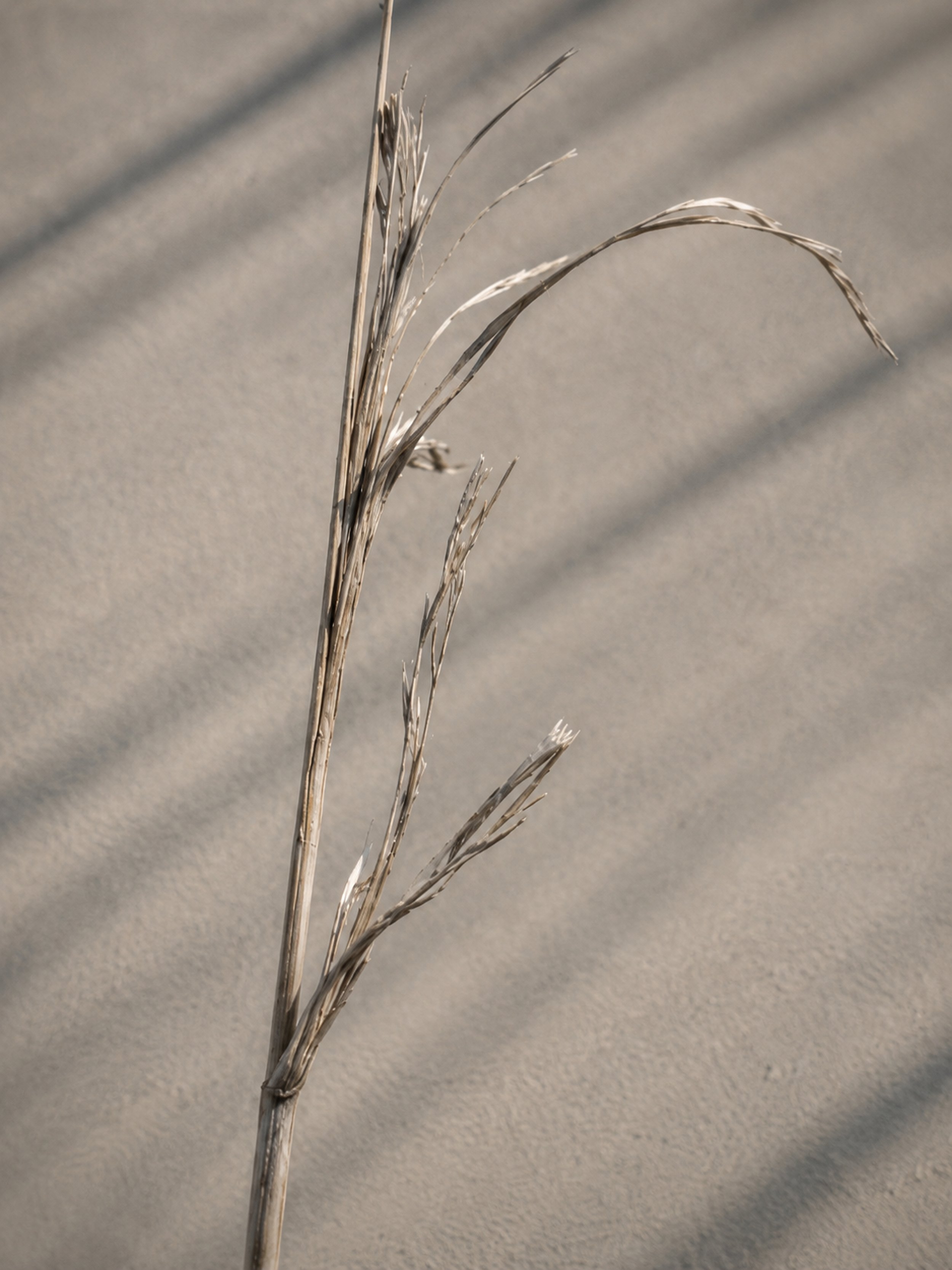 Salt-Worn Reed | Acrylic Driftline No. 2