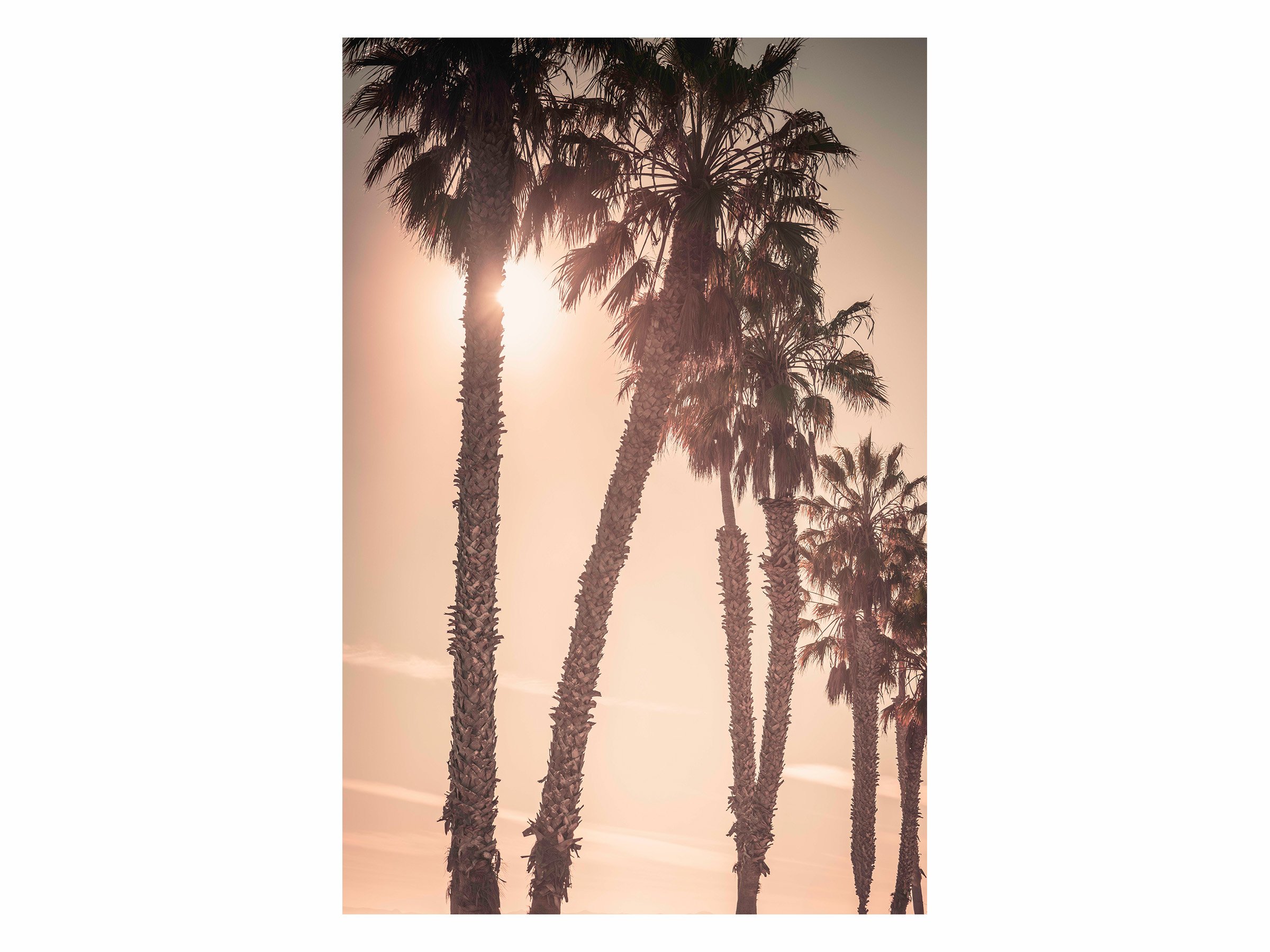 such-a-lovely-place-california-palm-tree-sunset-photo.jpg