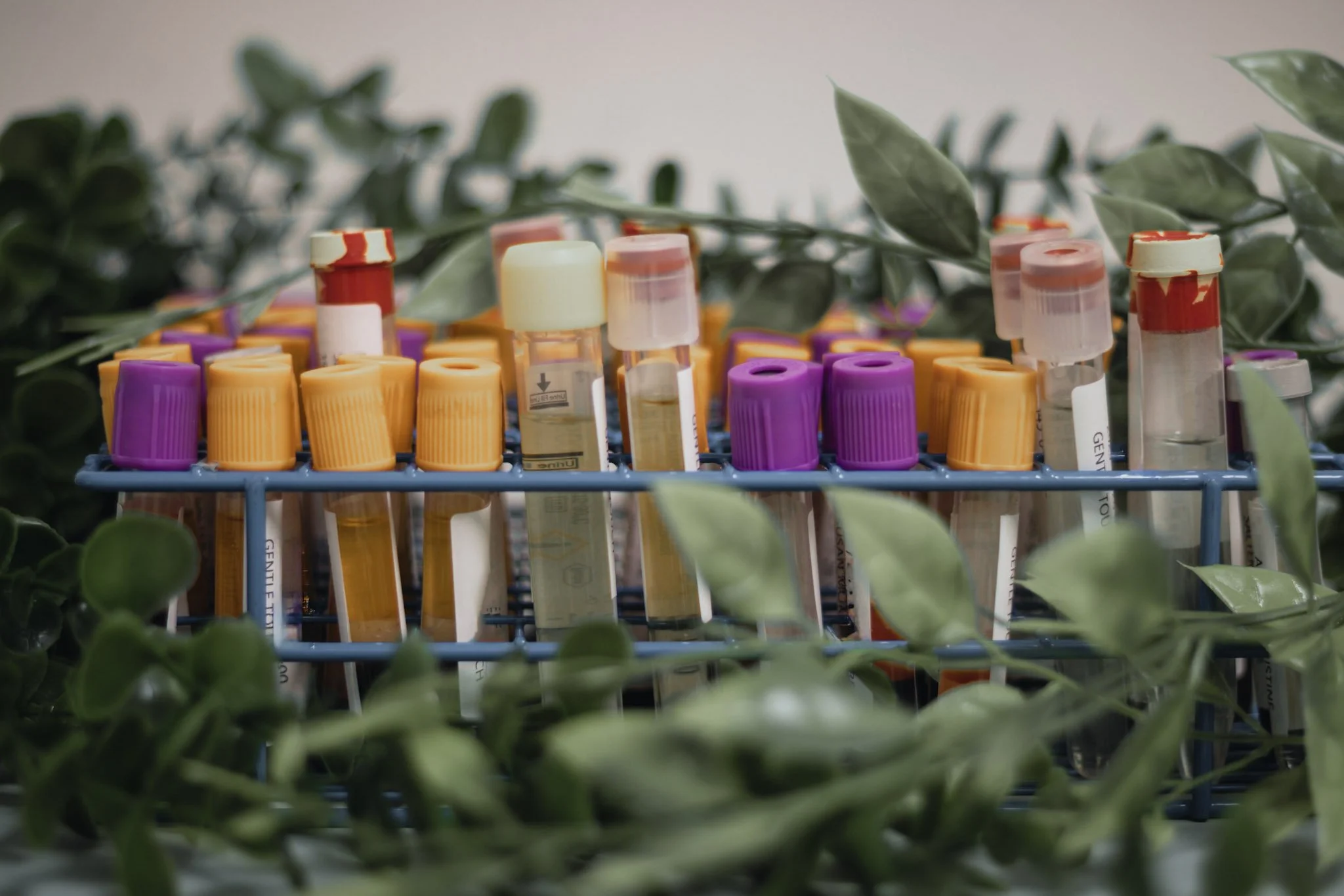 A blue rack holding multiple test tubes with colorful caps surrounded by green leaves.