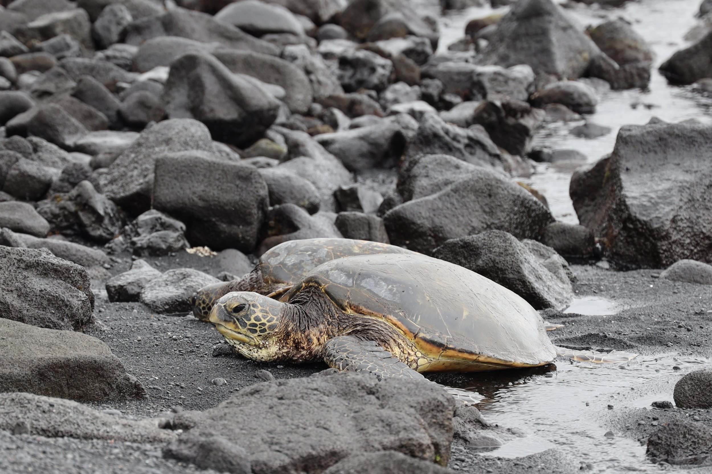 Vacation Recap: Kailua-Kona, Hawaii