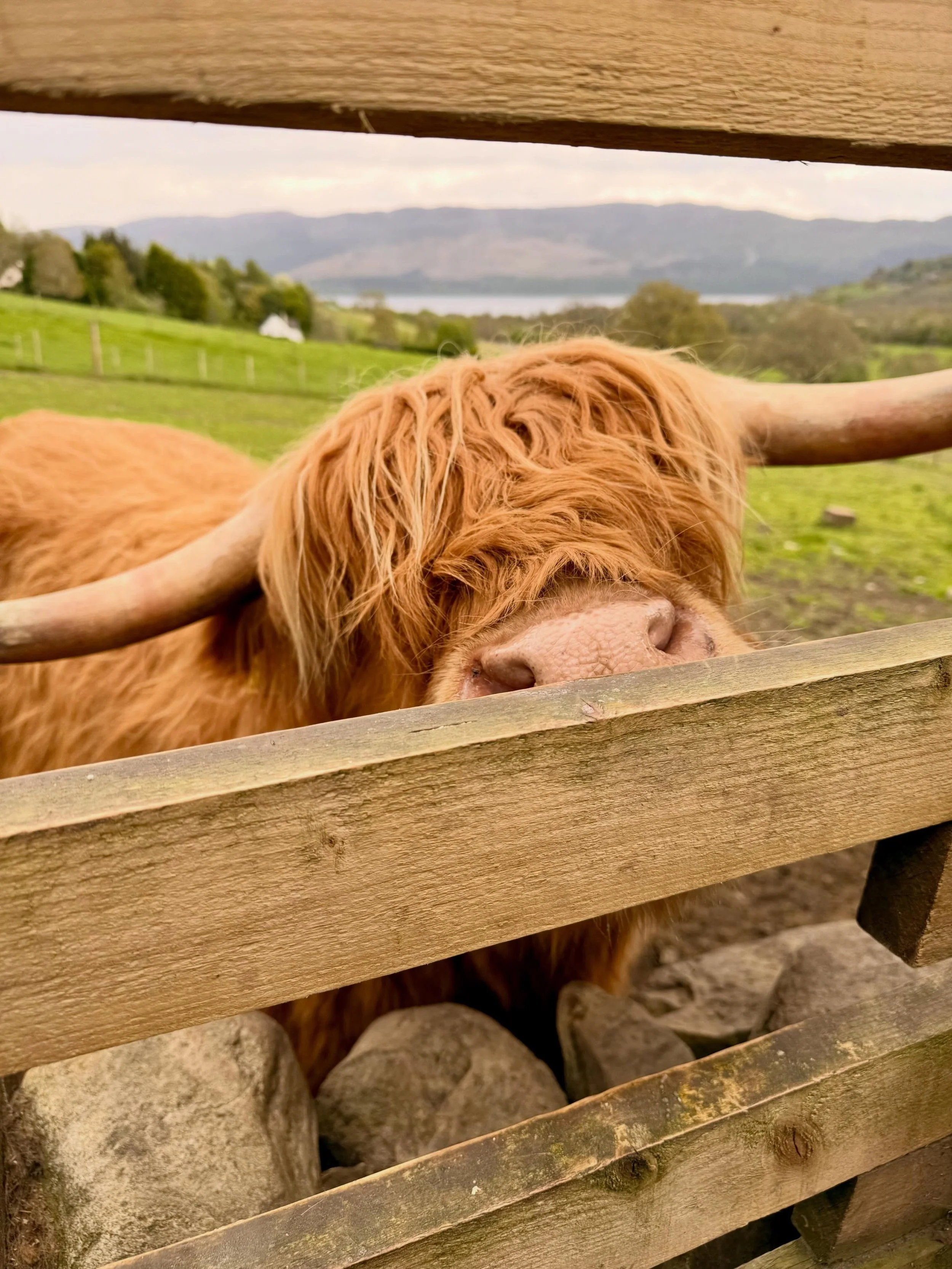 help i&rsquo;m obsessed with highland cows