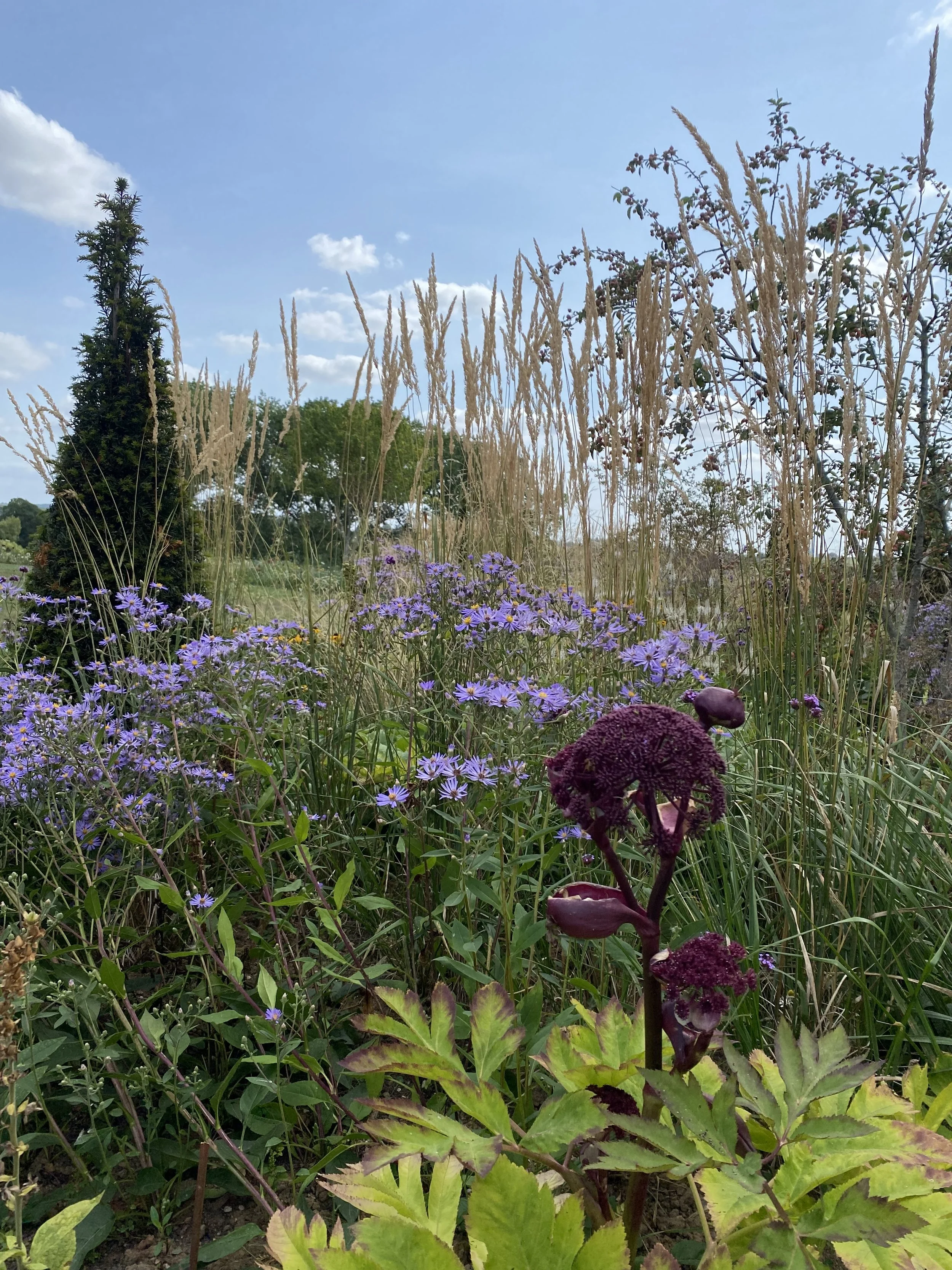 A garden with purple flowers, tall grasses, green trees, and a blue sky with clouds.