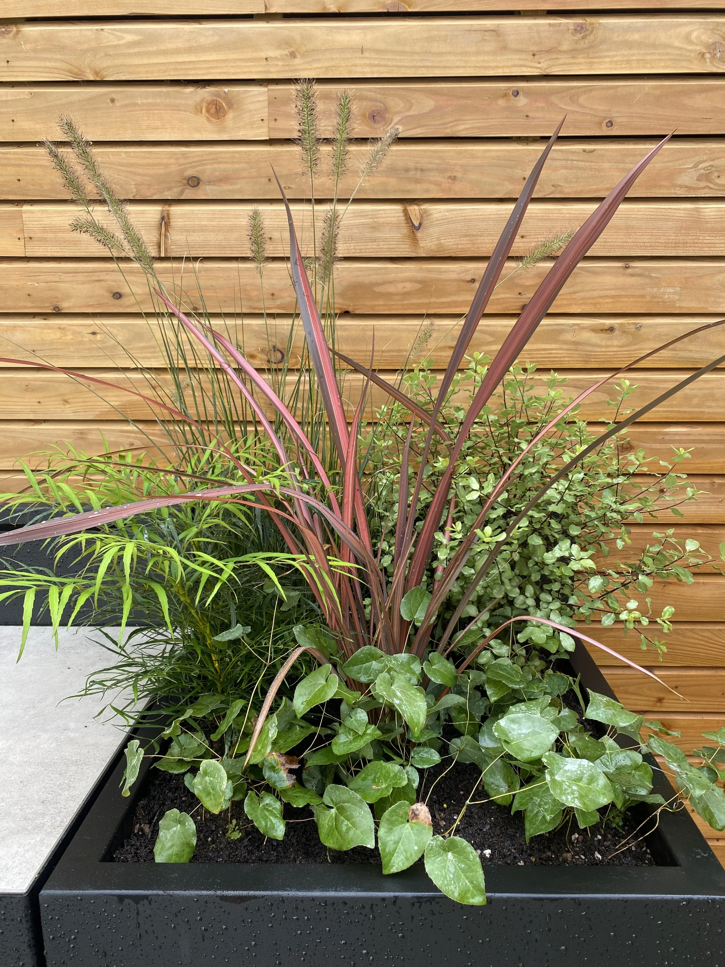 A rectangular black planter with various green and purple plants, in front of a wooden fence.