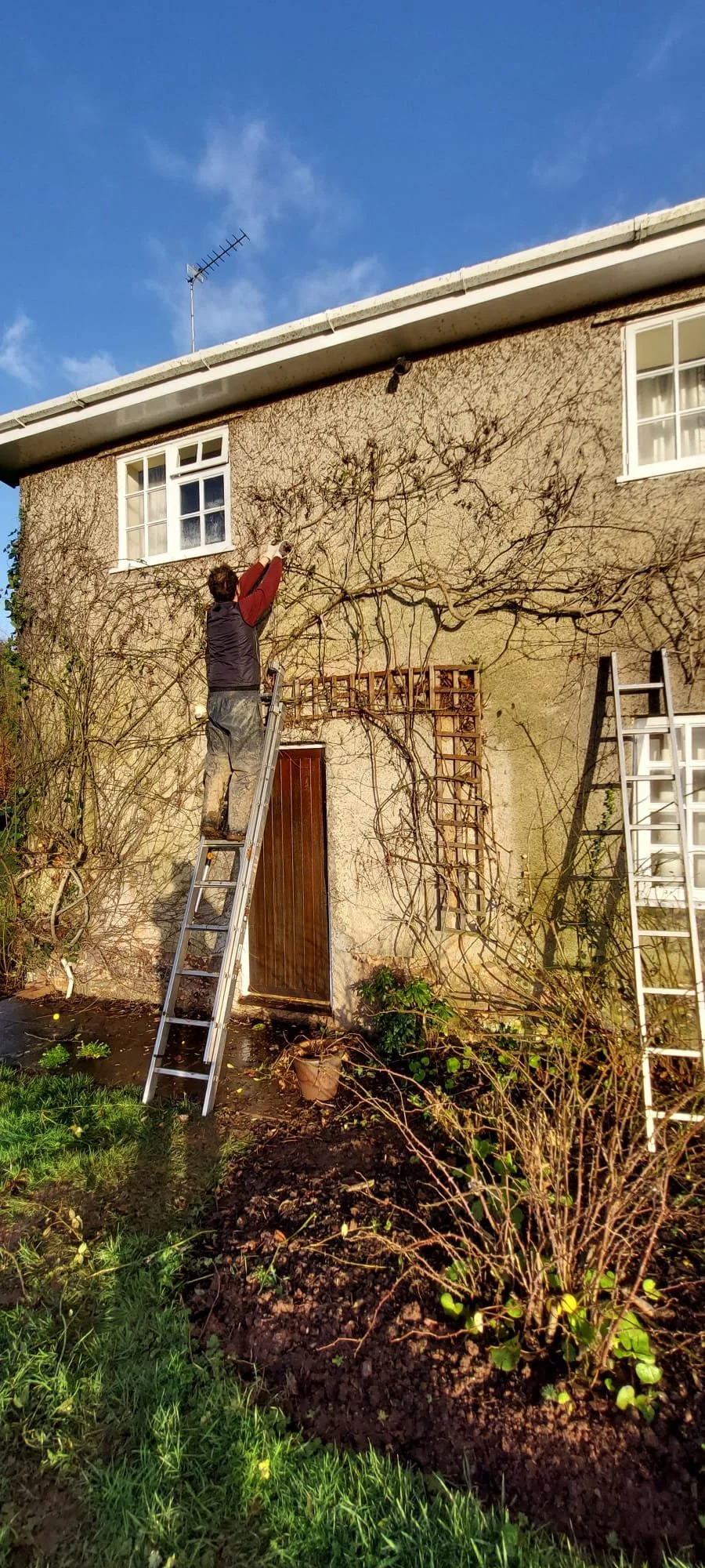Jack pruning a climbing vine on the exterior wall of a house. Jack is standing on a ladder, and there is another ladder leaning against the house. The house has a brown door, white-framed windows, and a textured beige wall. The sky is clear and blue.