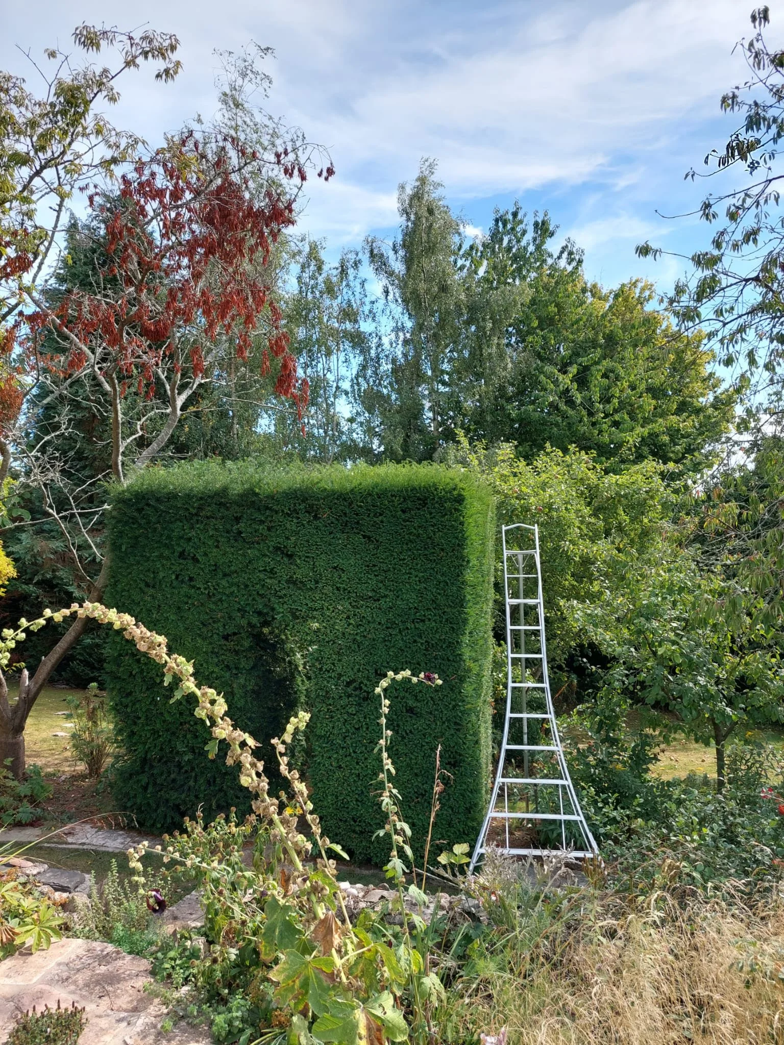 A neatly trimmed large rectangular hedge in a garden, with a tall silver ladder leaning against it, surrounded by other plants and trees, under a partly cloudy sky.