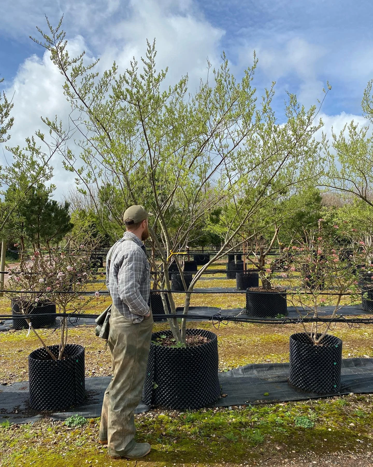 Paul looking at potted trees in a nursery or garden center with blue sky and clouds overhead.
