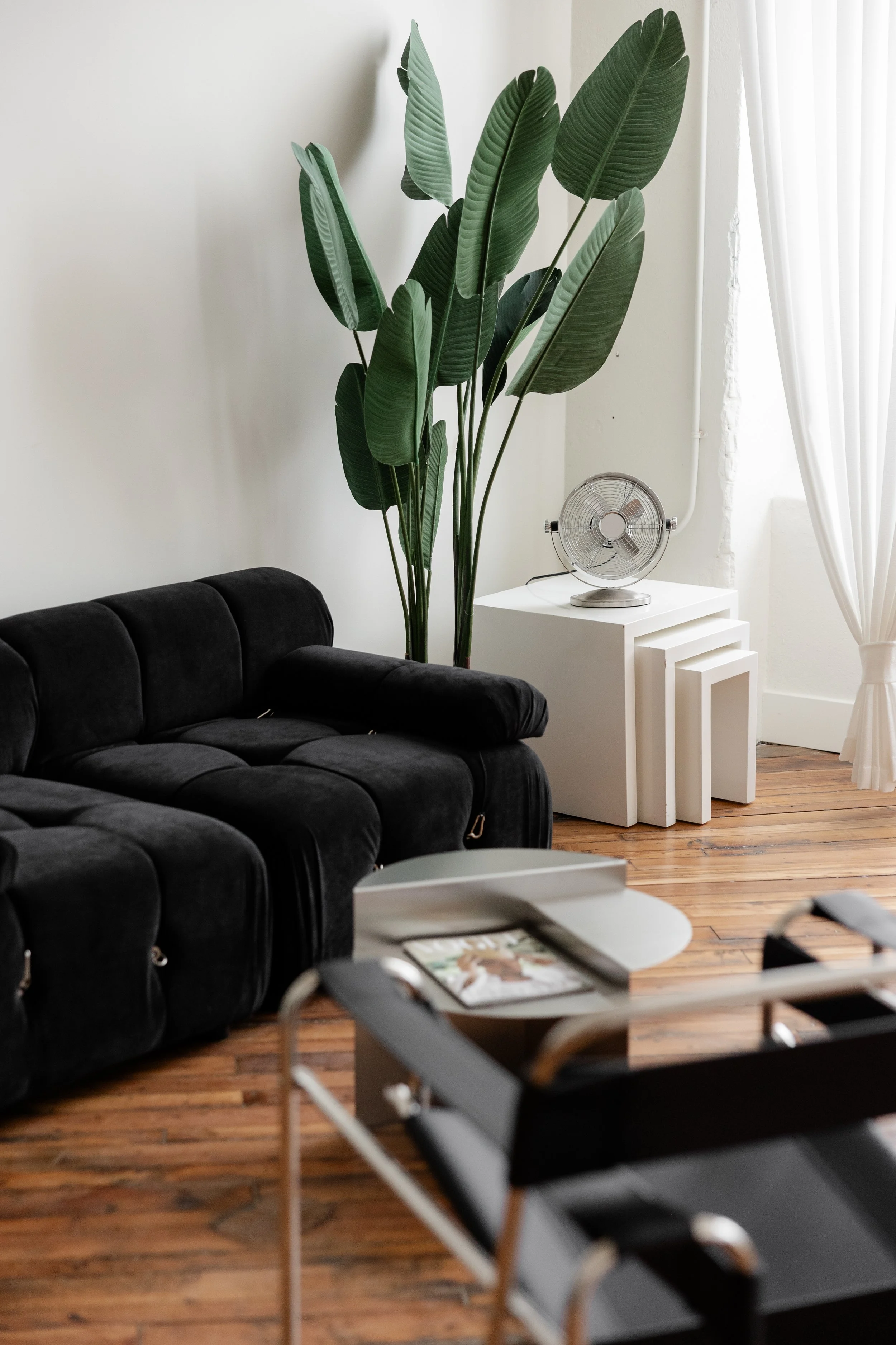 A living room with a black tufted sofa, a white side table with a vintage fan, a large green plant, hardwood floors, and white curtains.