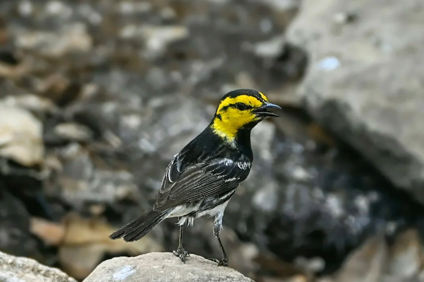 Comfort, Texas: Where Birders Belong