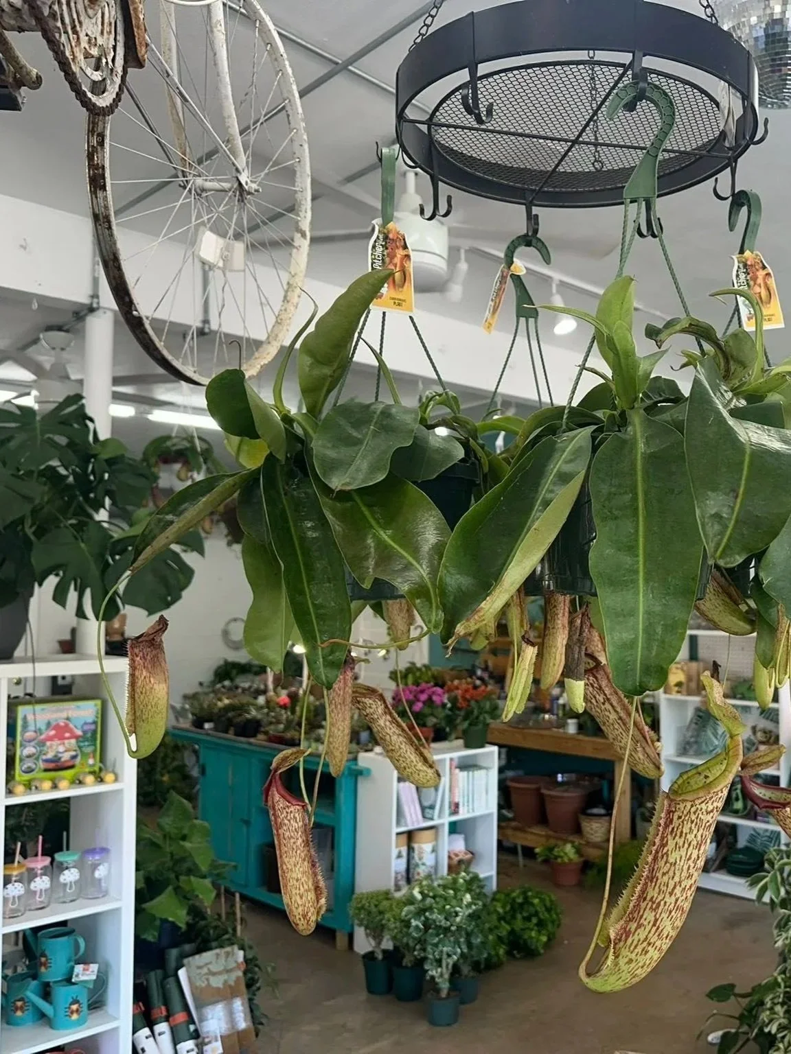 Hanging pitcher plant with multiple elongated, speckled green and red pitchers inside a store with houseplants, shelves, and decorative items.